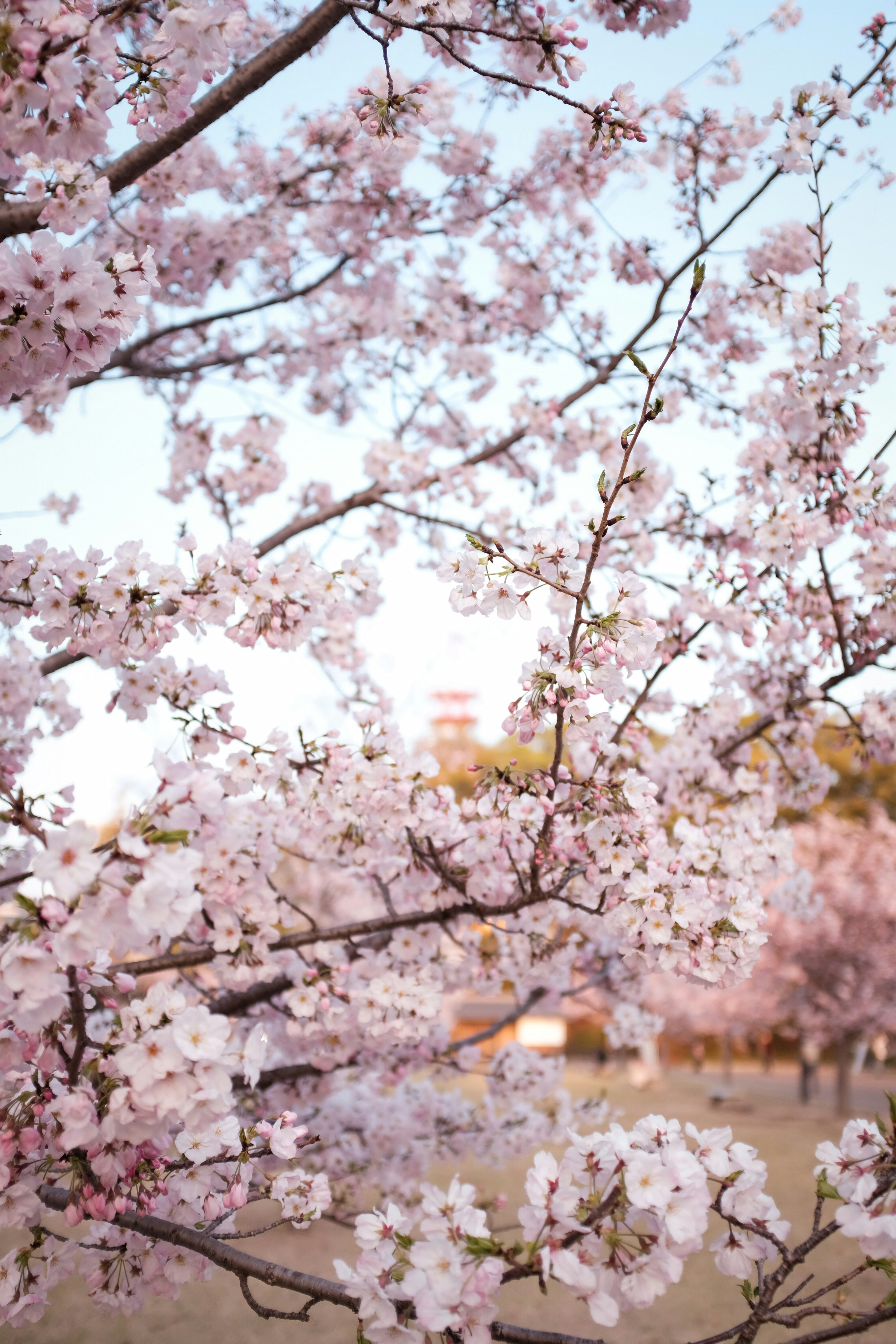 Spring Cherry Blossoms in Park
