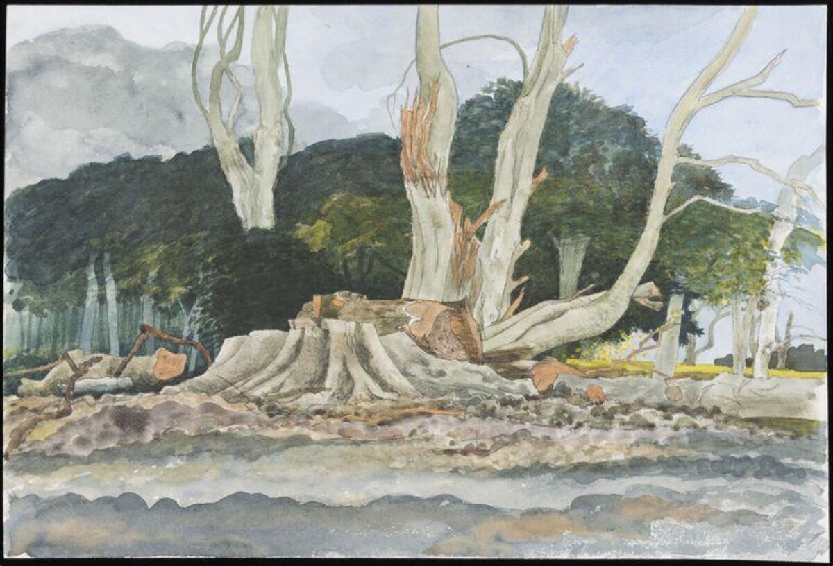 Fallen Tree in Forest Landscape