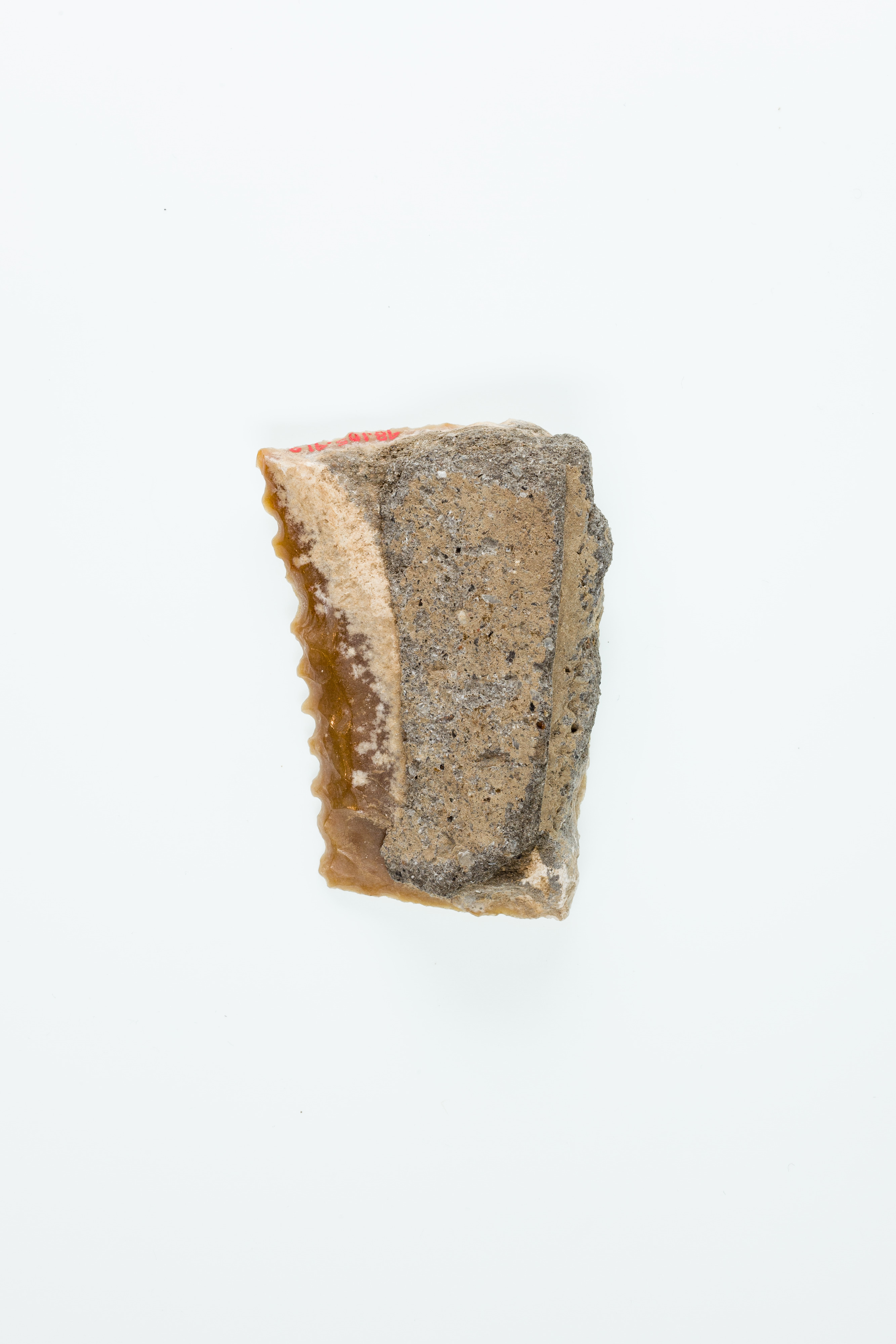 Fossil Specimen on White Background