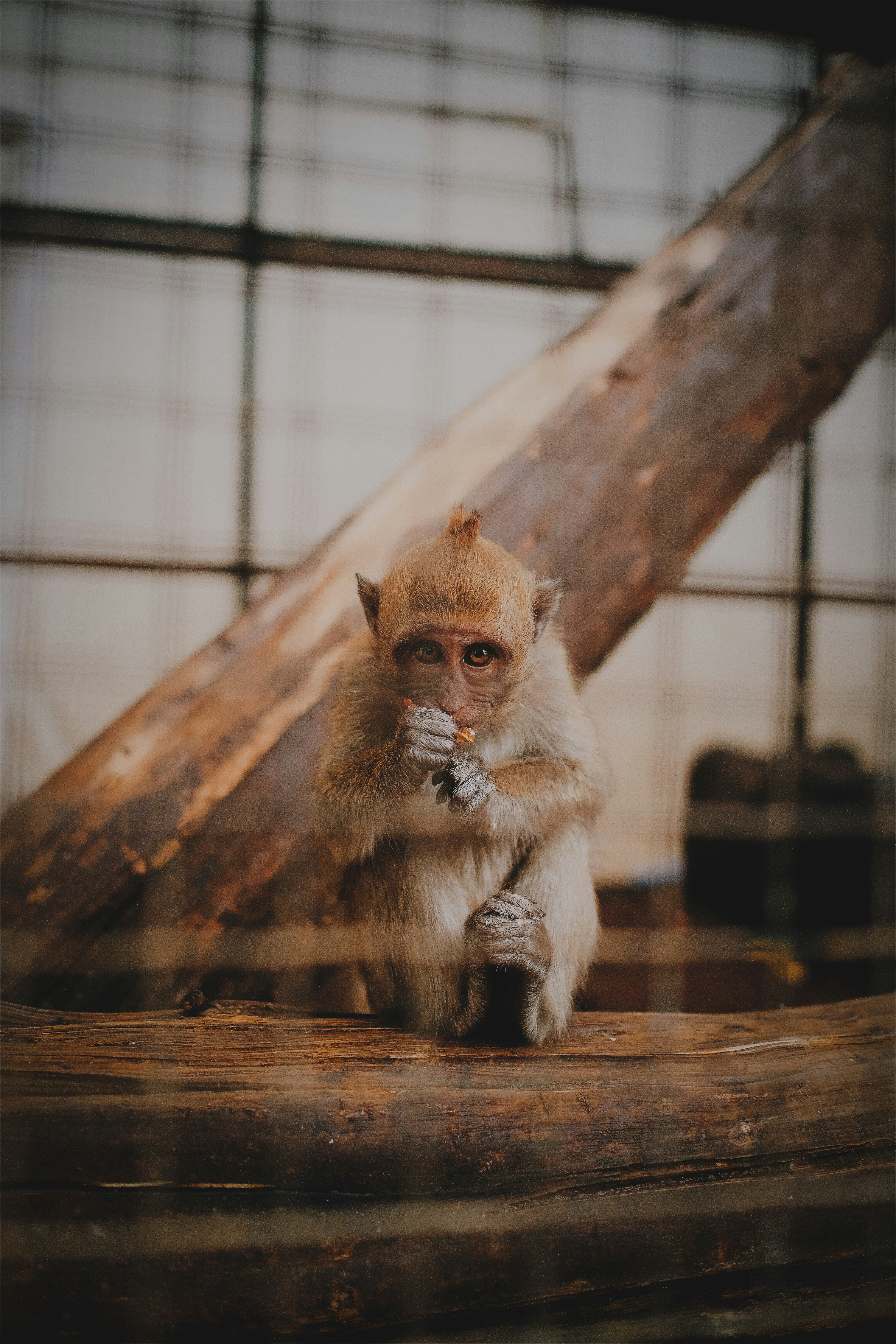 Baby Monkey Eating in Enclosure