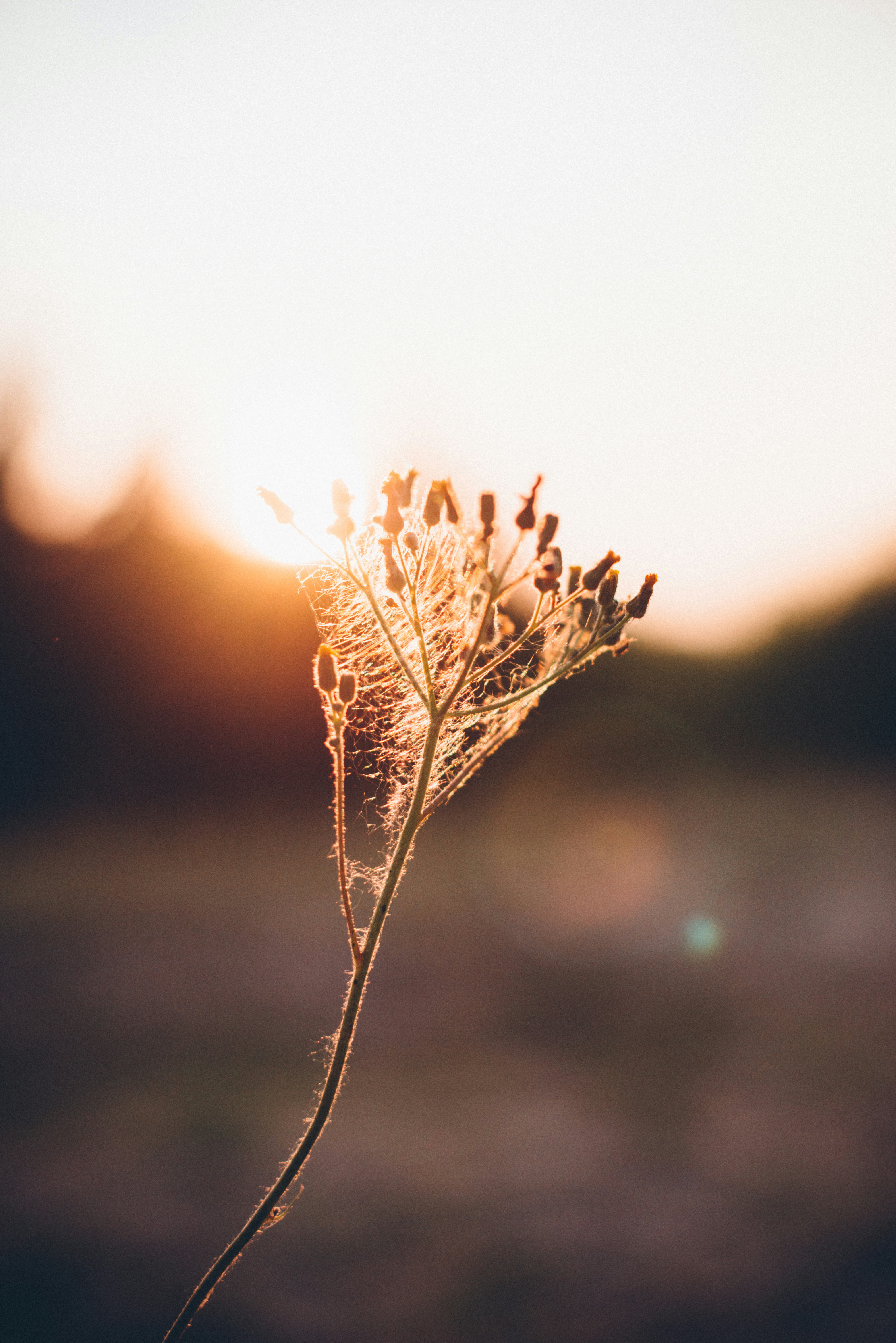 Dry wild plant at sunset