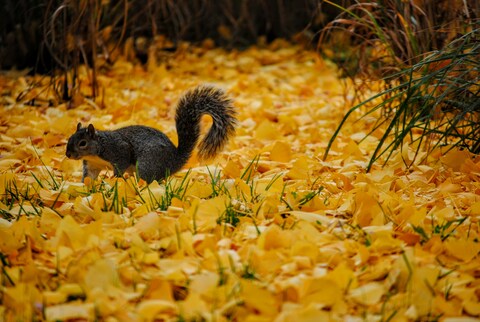 Gray Squirrel on Fallen Autumn Leaves