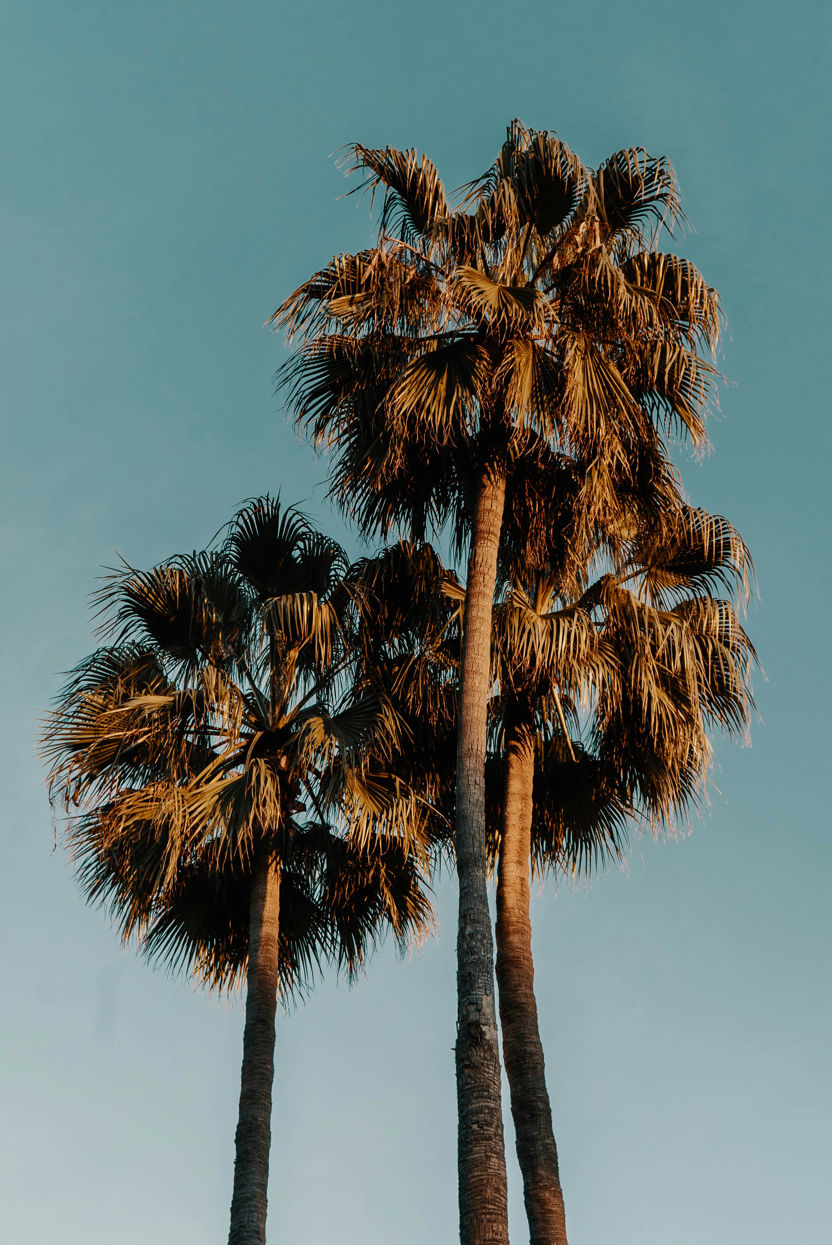 Three Palm Trees Against Clear Sky