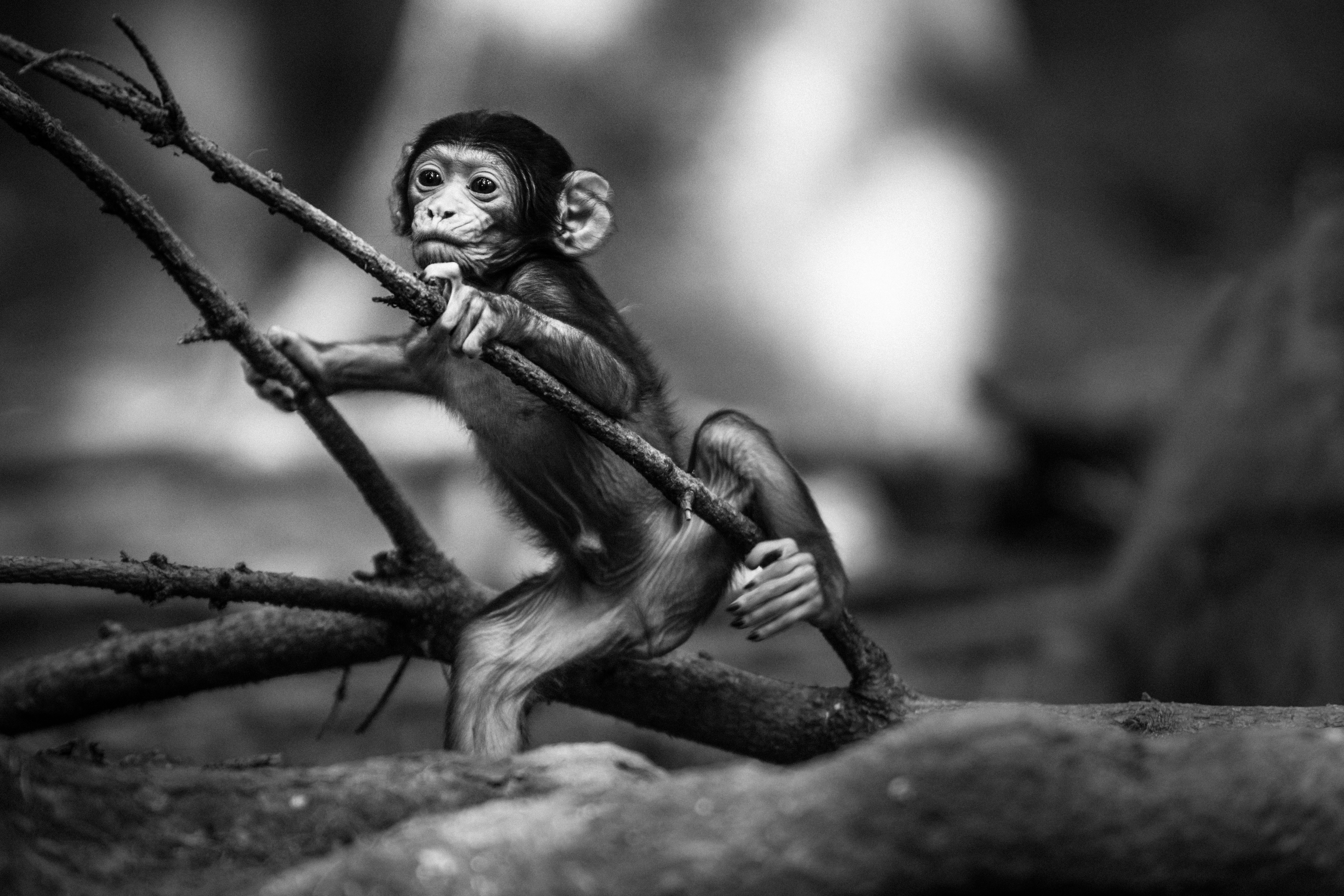 Baby Monkey Clinging on Tree Branches