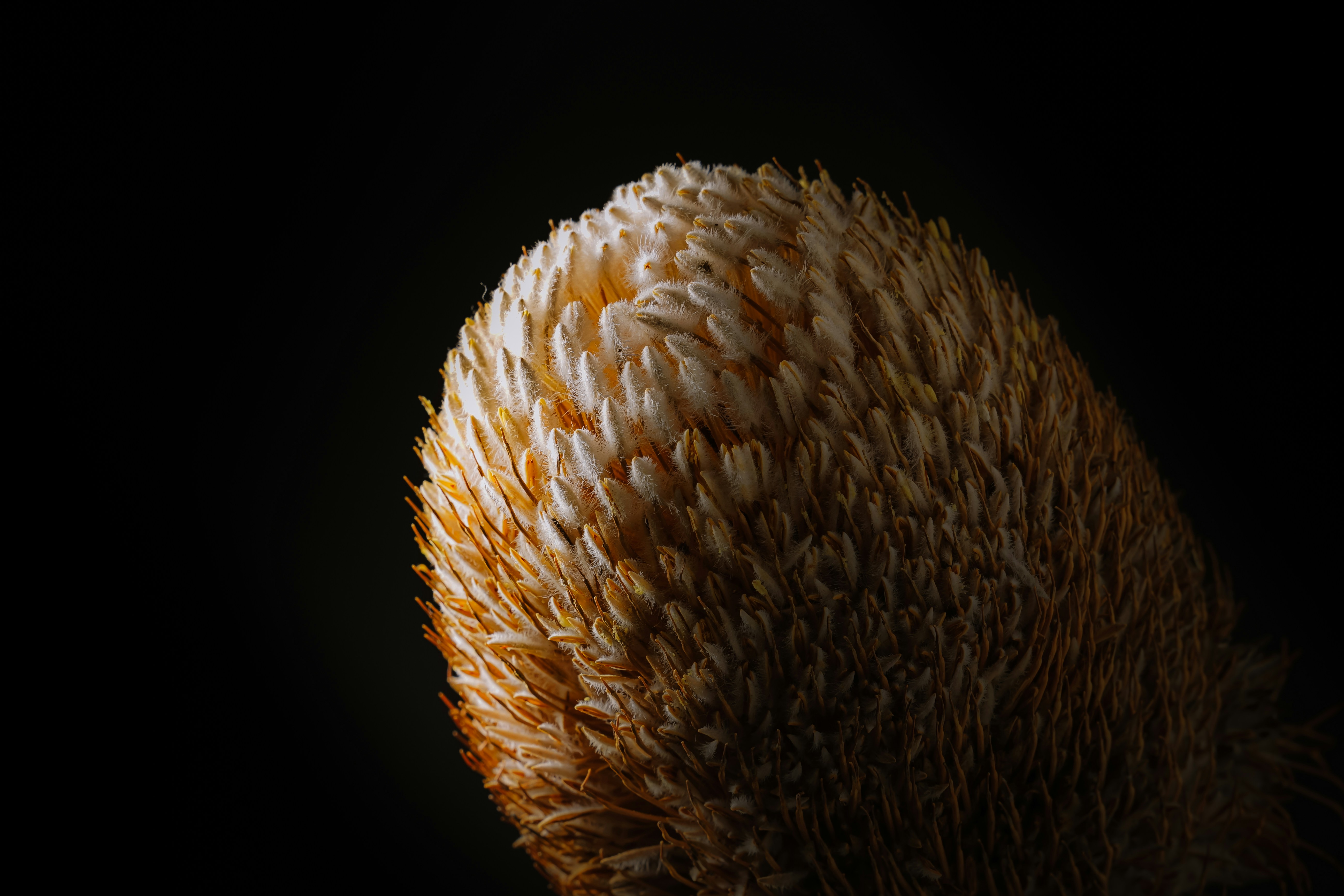 Dried Banksia Flower Close Up