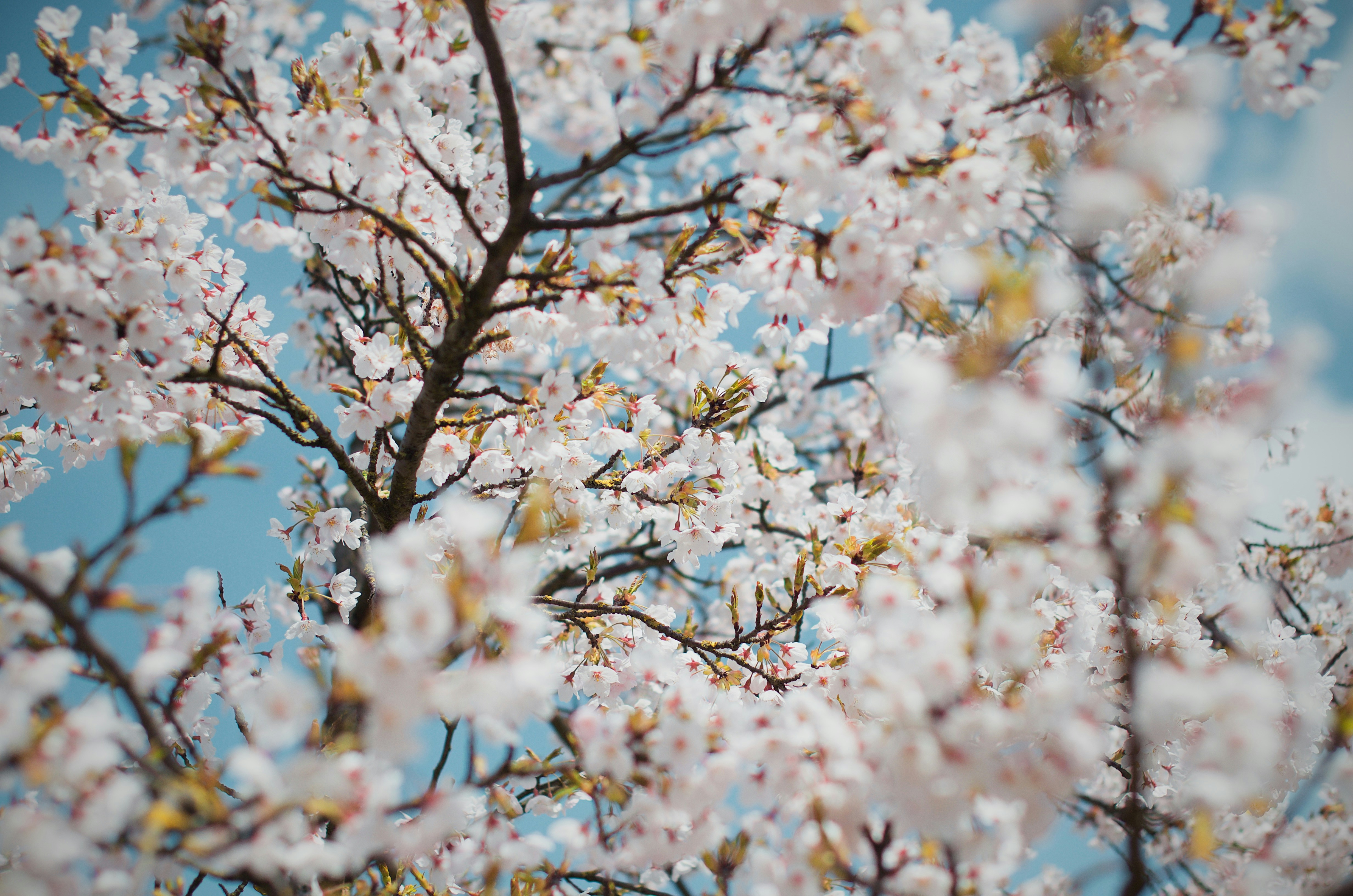 Cherry Blossoms Under Bright Blue Sky