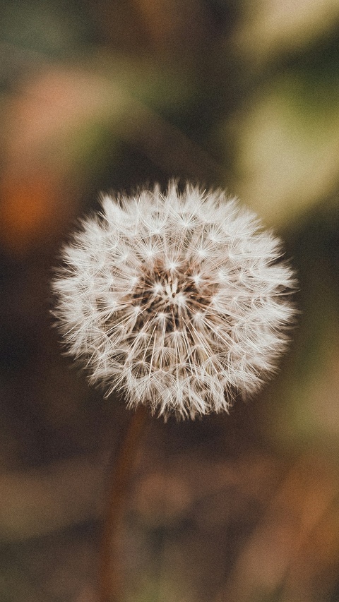 Close-up of Dandelion Seed Head