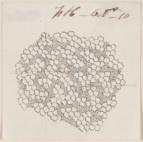 Hand Drawn Honeycomb Sketch