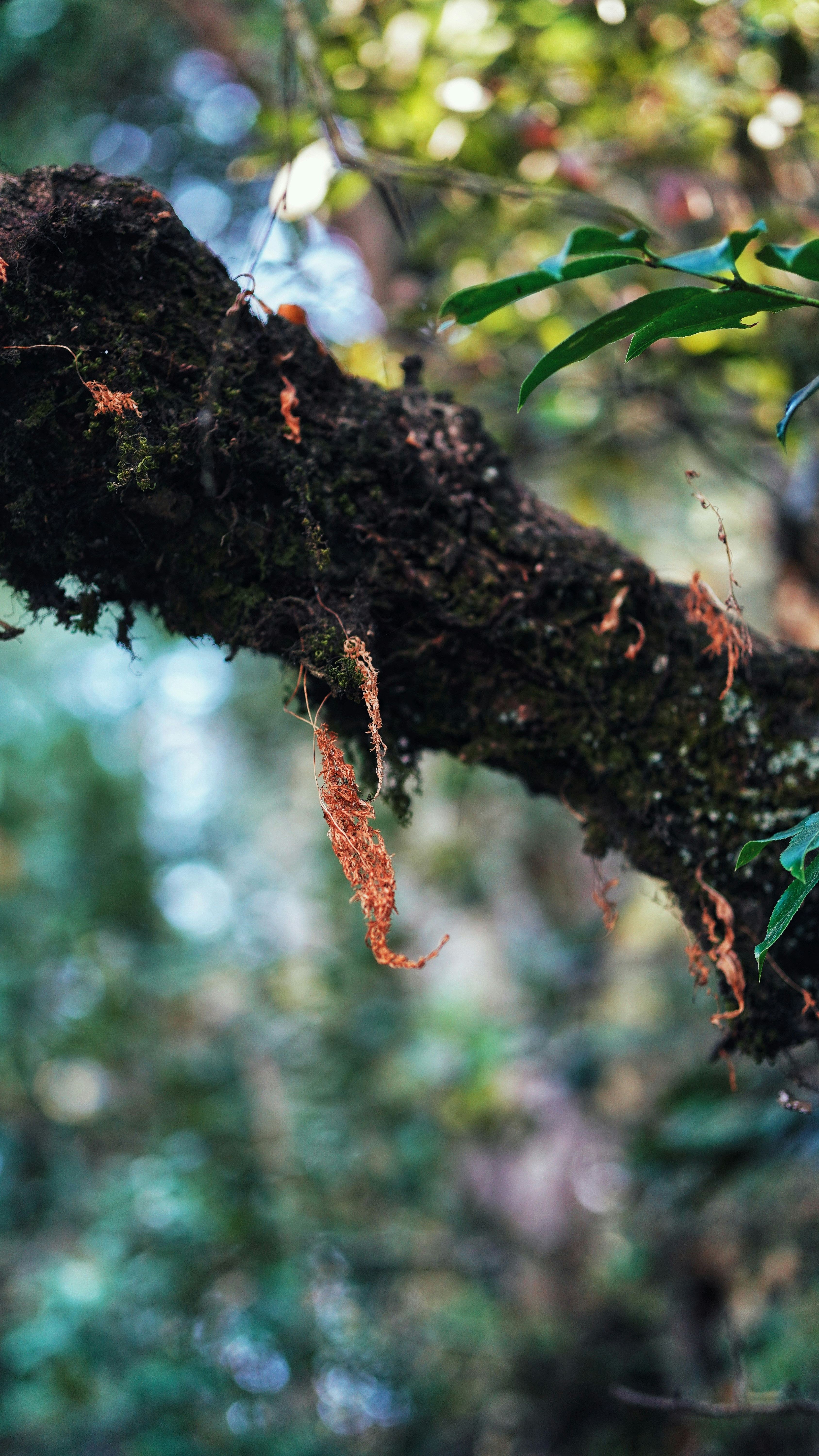 Mossy Forest Tree Branch