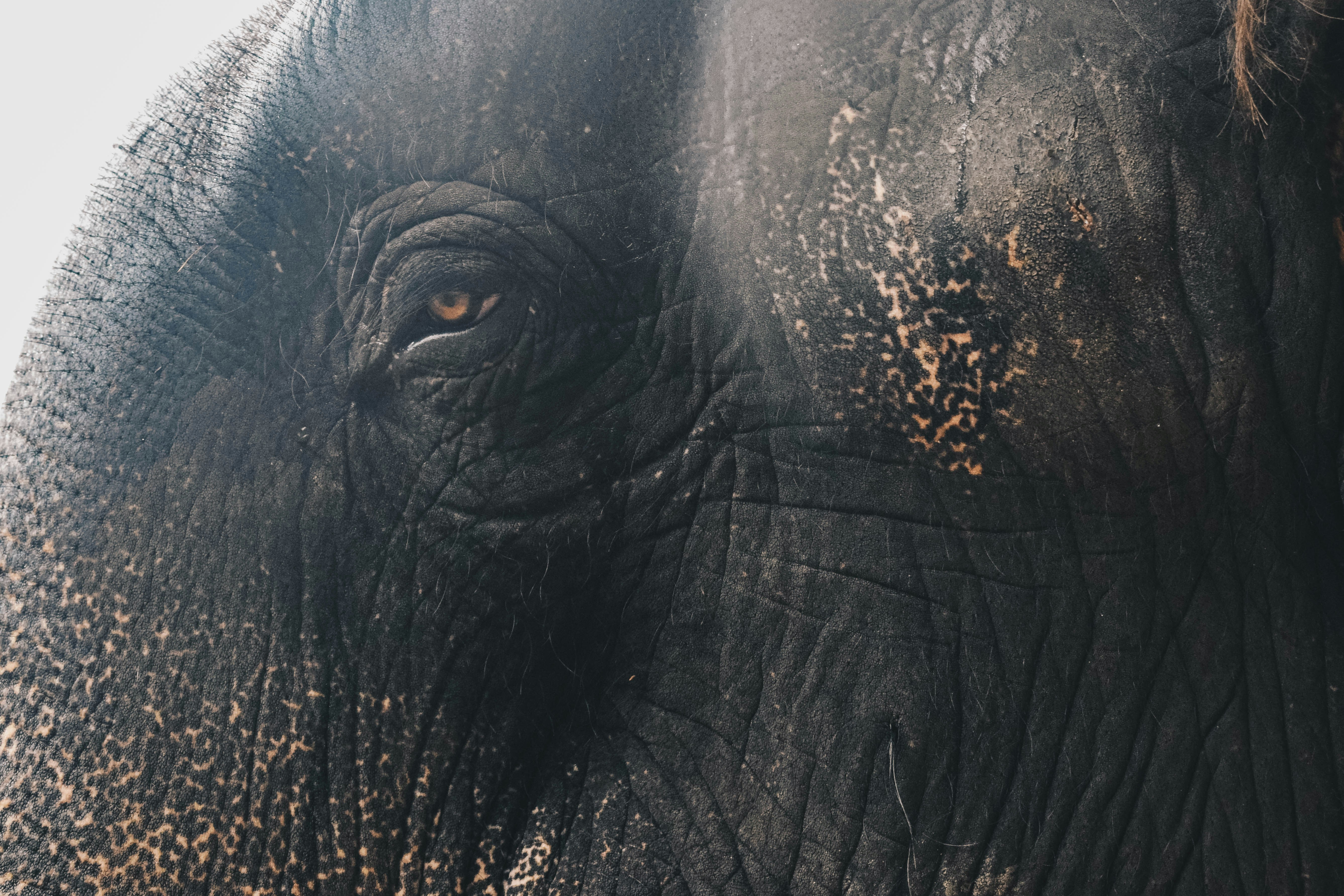 Close-up of an Elephant's Eye