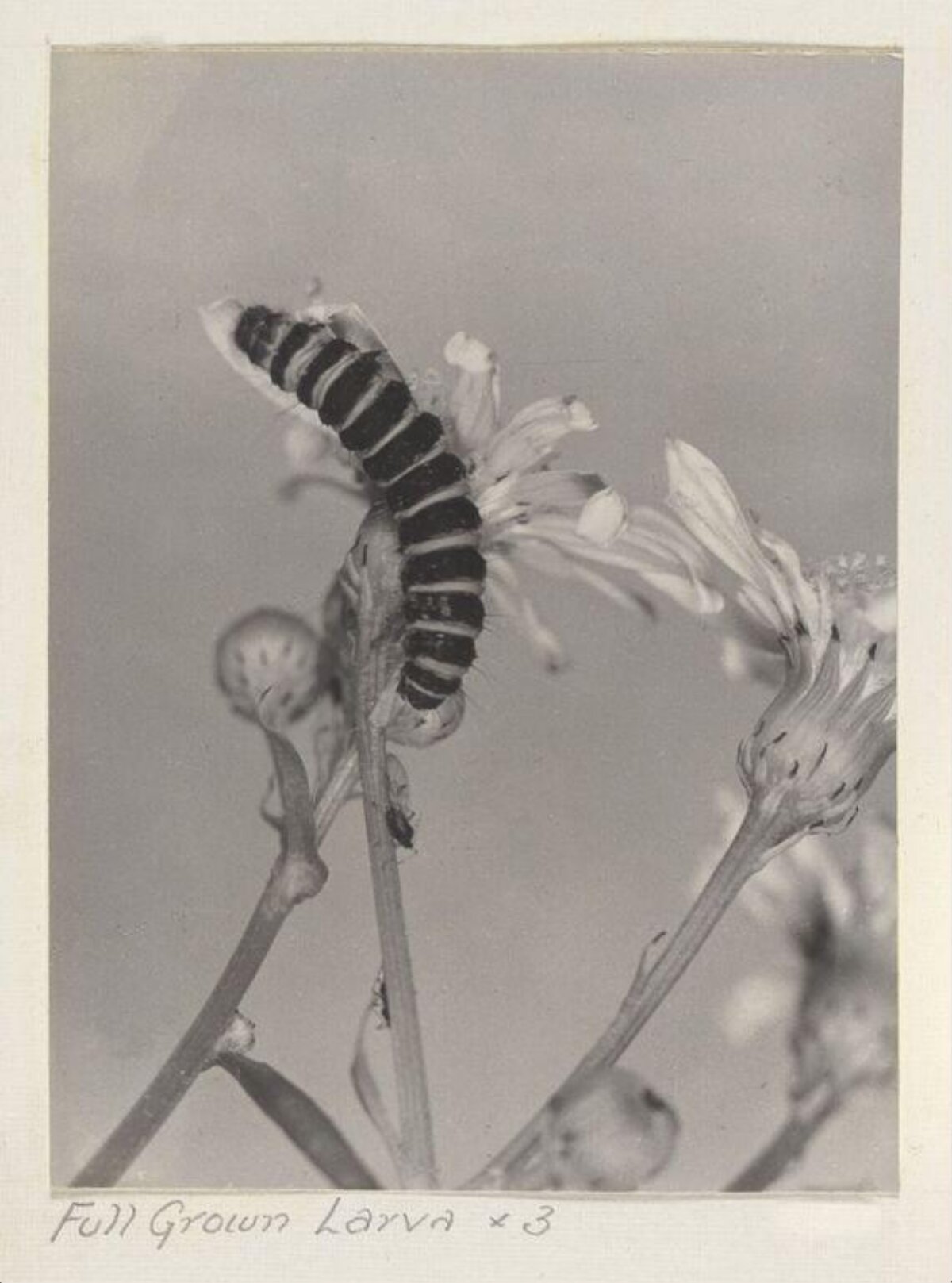 Full Grown Larva on Dried Flower