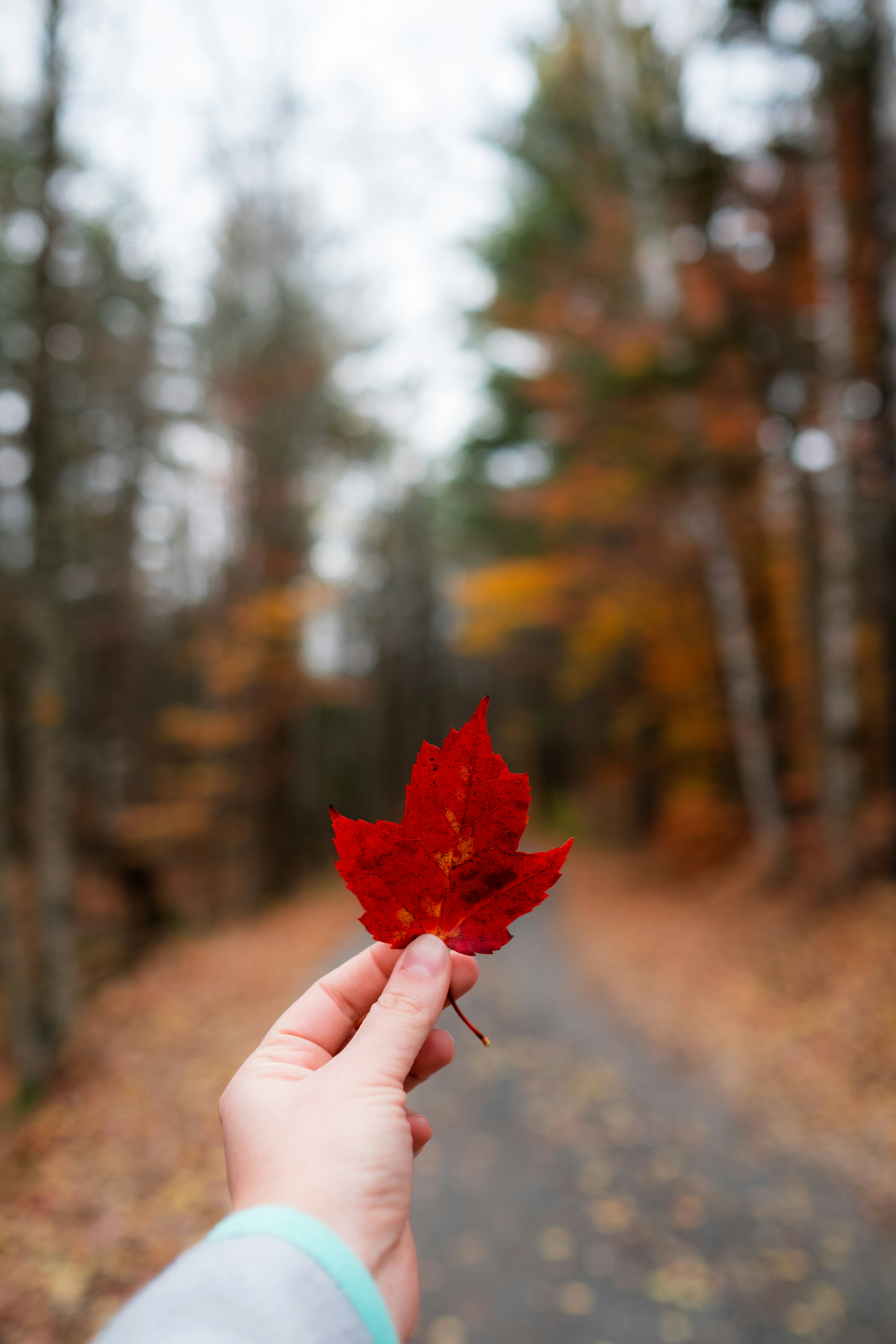 Hand Holding Red Maple Leaf on Autumn Forest Path