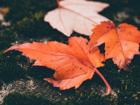 Autumn Maple Leaves on Moss