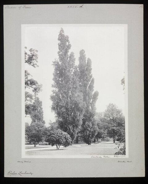 Vintage Photo of Lombardy Poplars