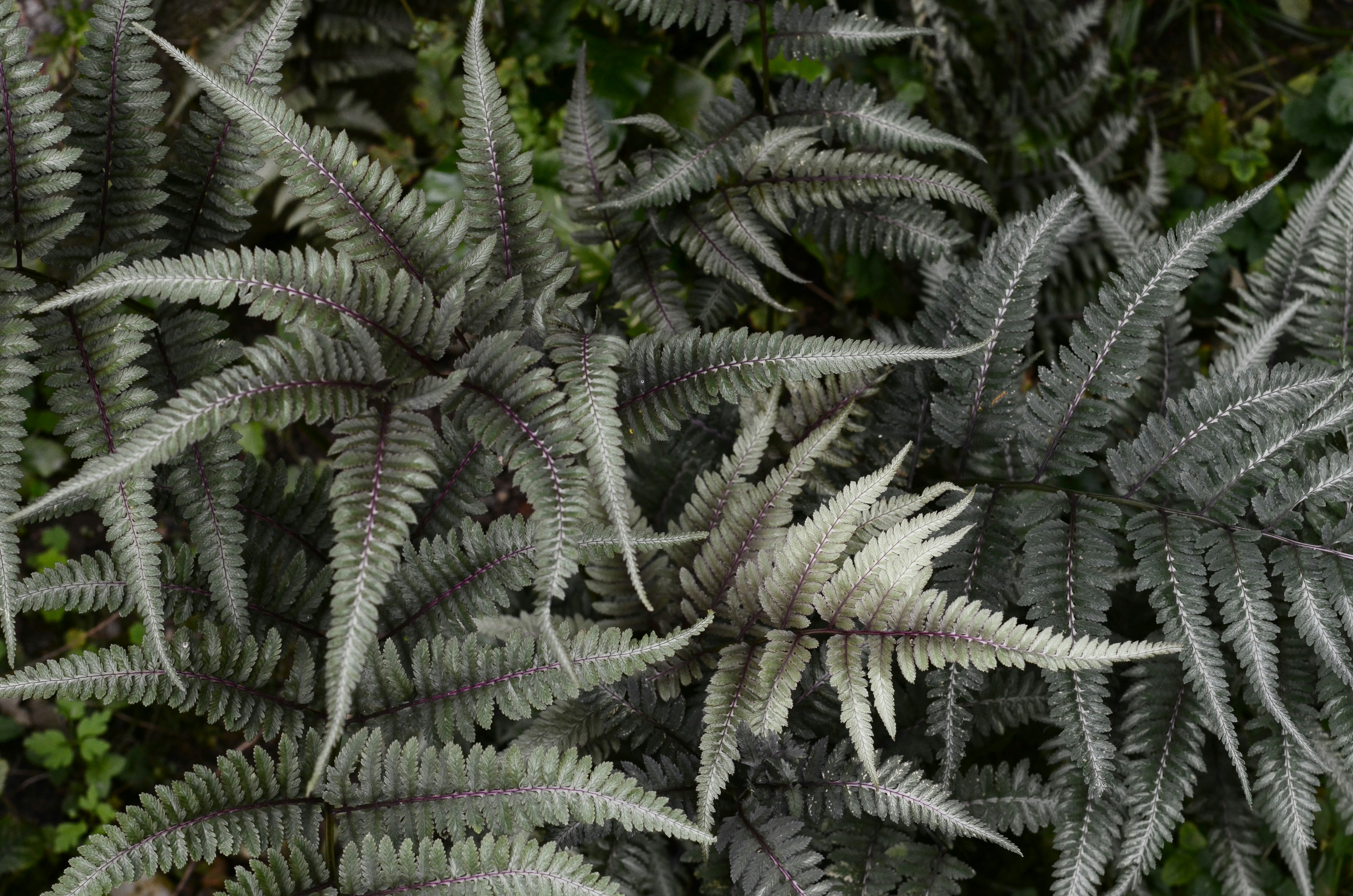 Japanese Painted Fern Foliage