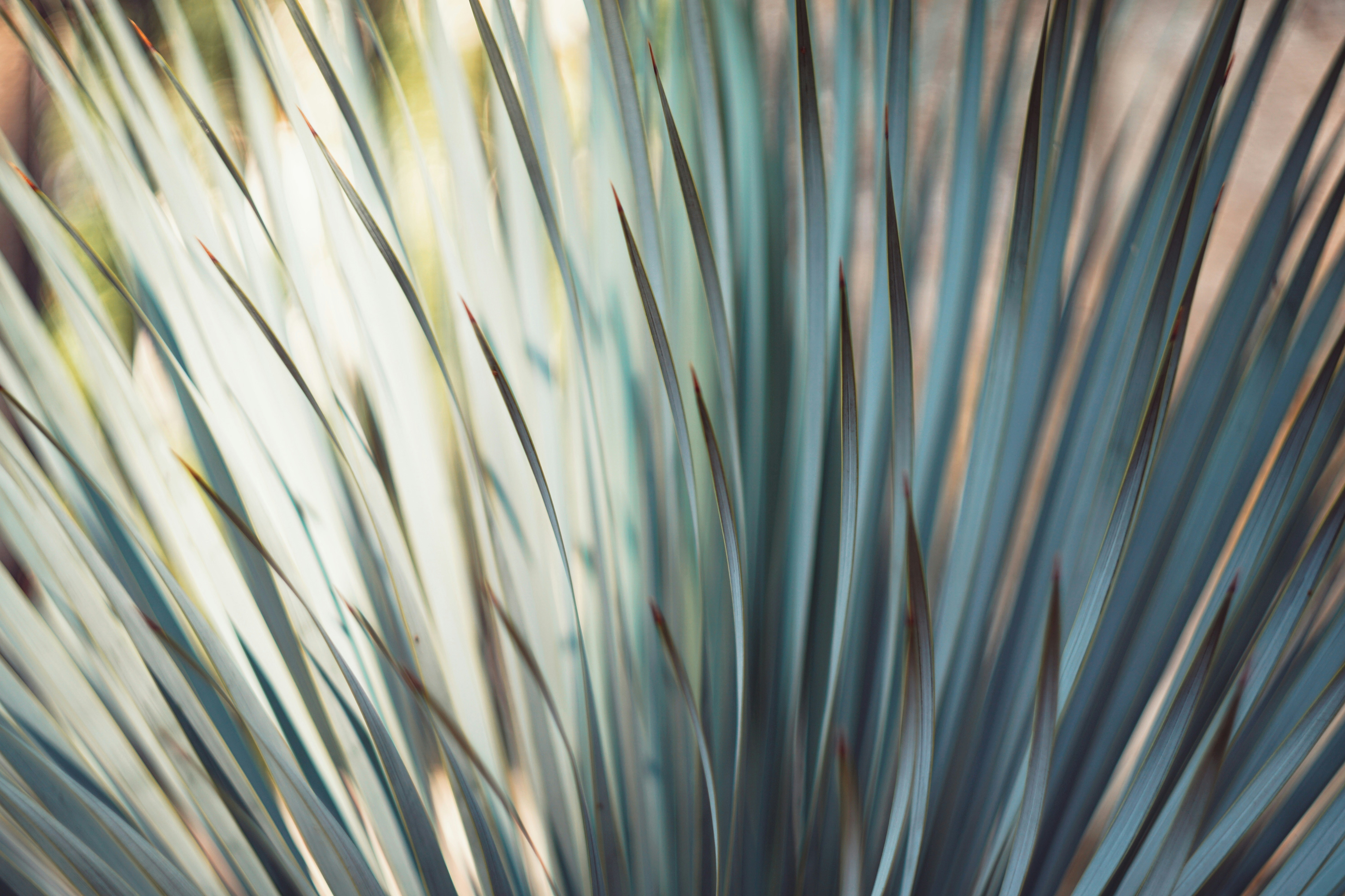 Close-up of Blue Spiky Plant Leaves