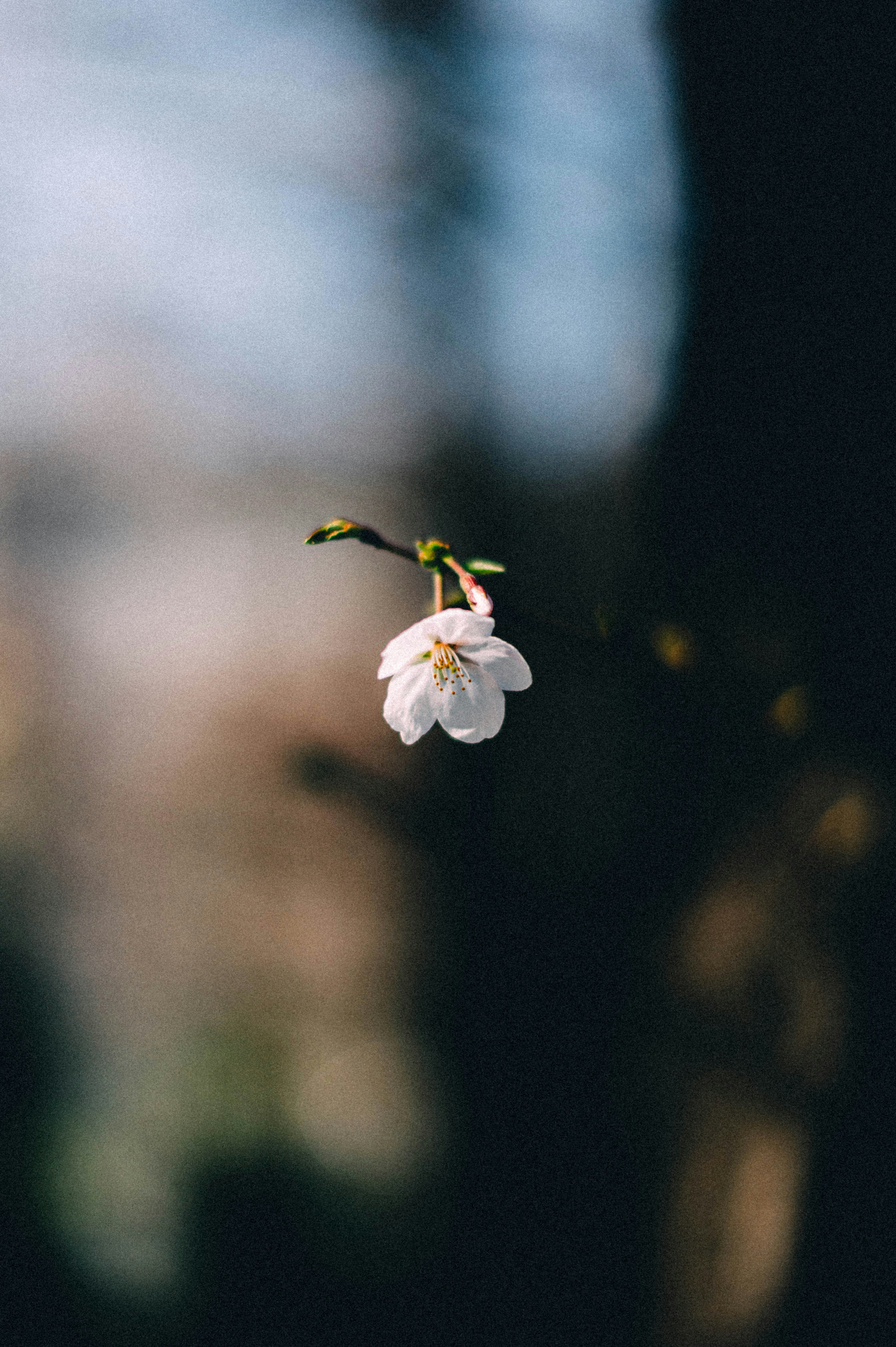 Single White Cherry Blossom