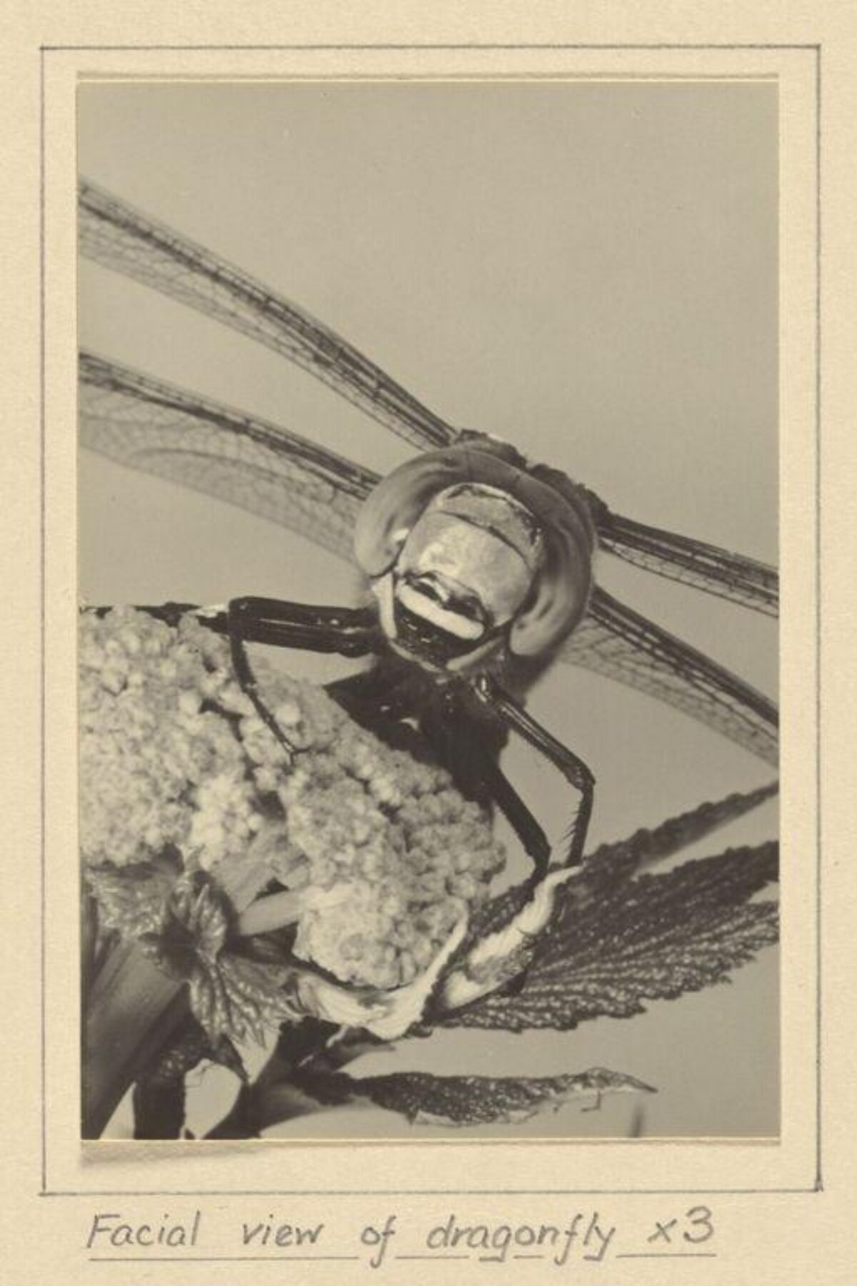 Facial View of 3x Magnified Dragonfly