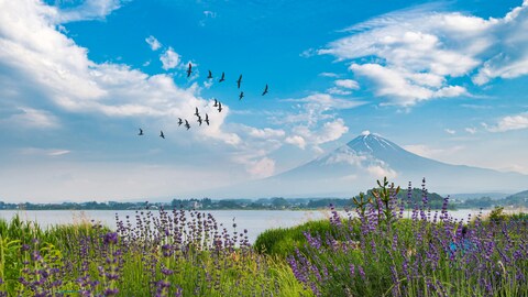 Lakeside Lavender Field with Mount Fuji