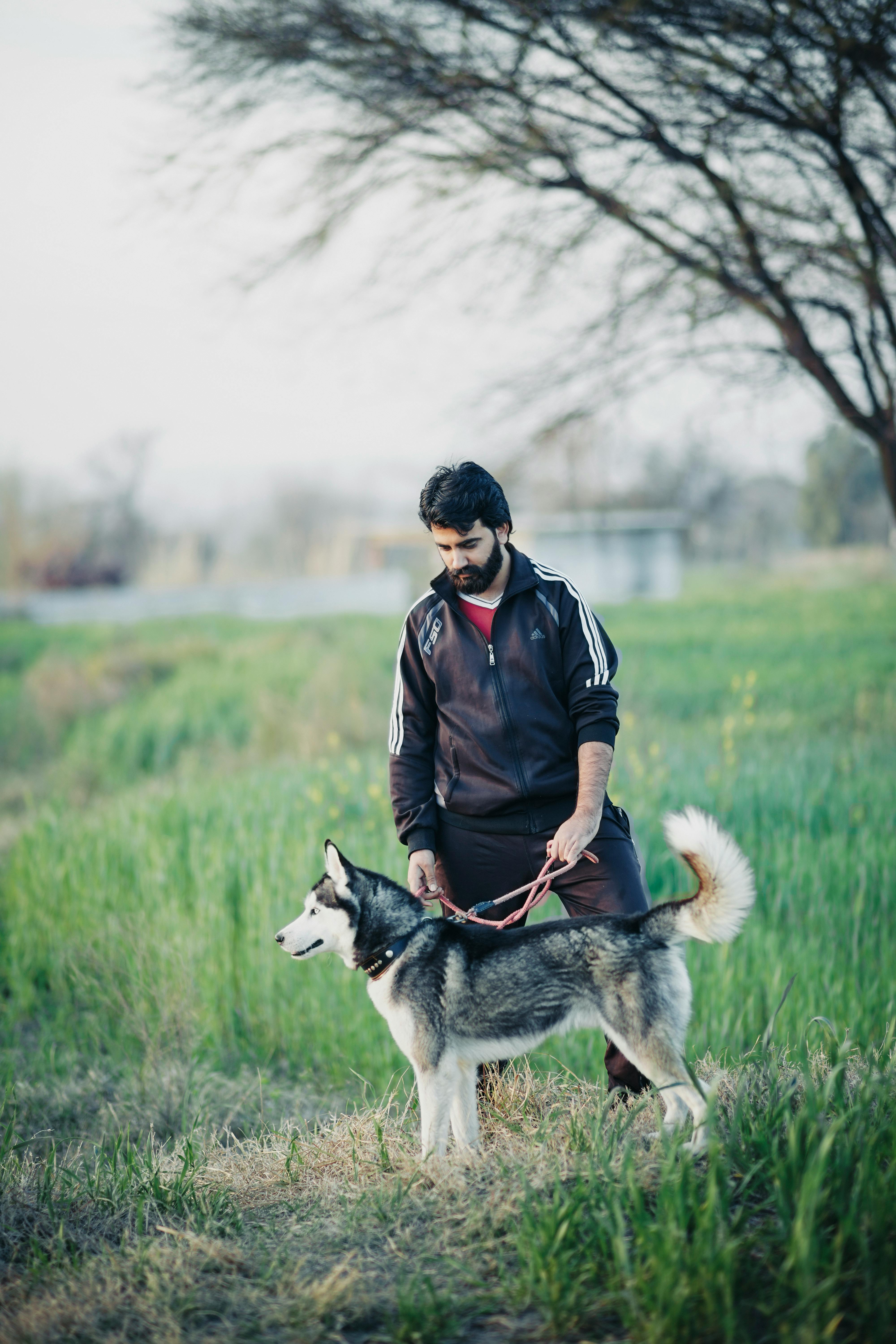 Man Walking Husky In Grassy Field
