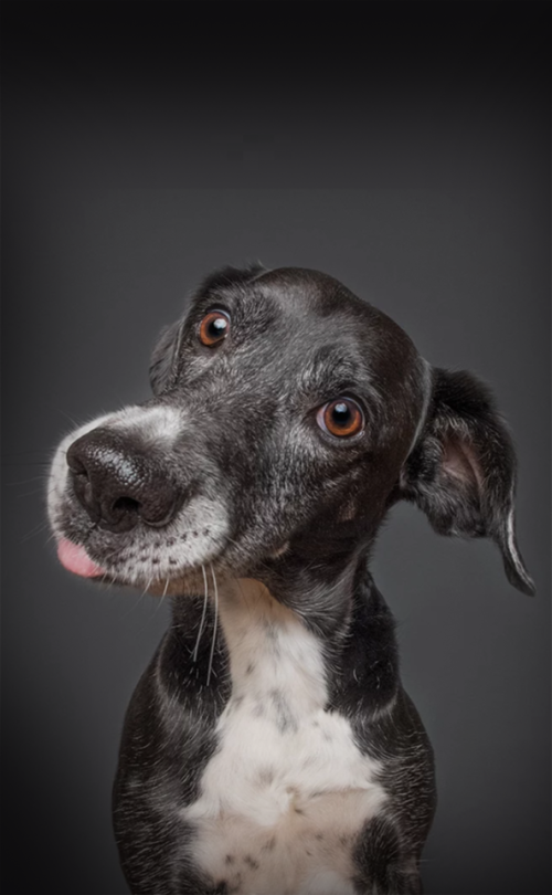 Black and White Dog Studio Portrait