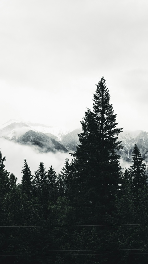 Misty Mountain Pine Forest