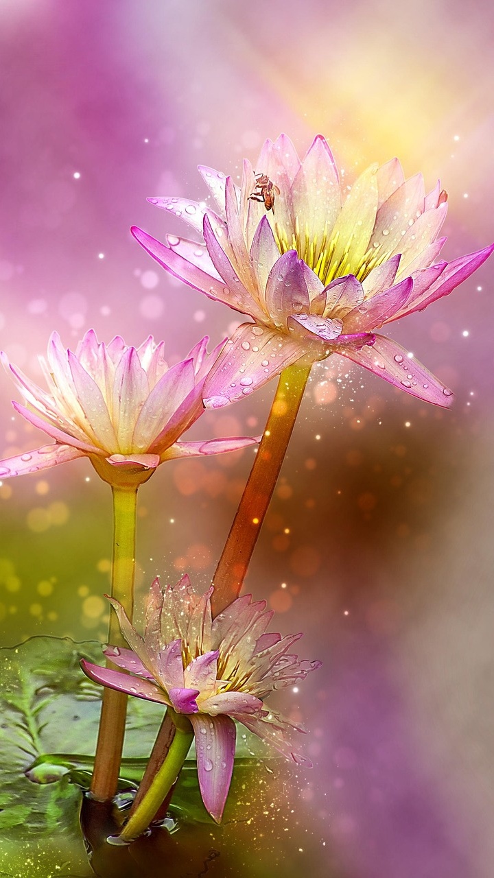 Wallpapers