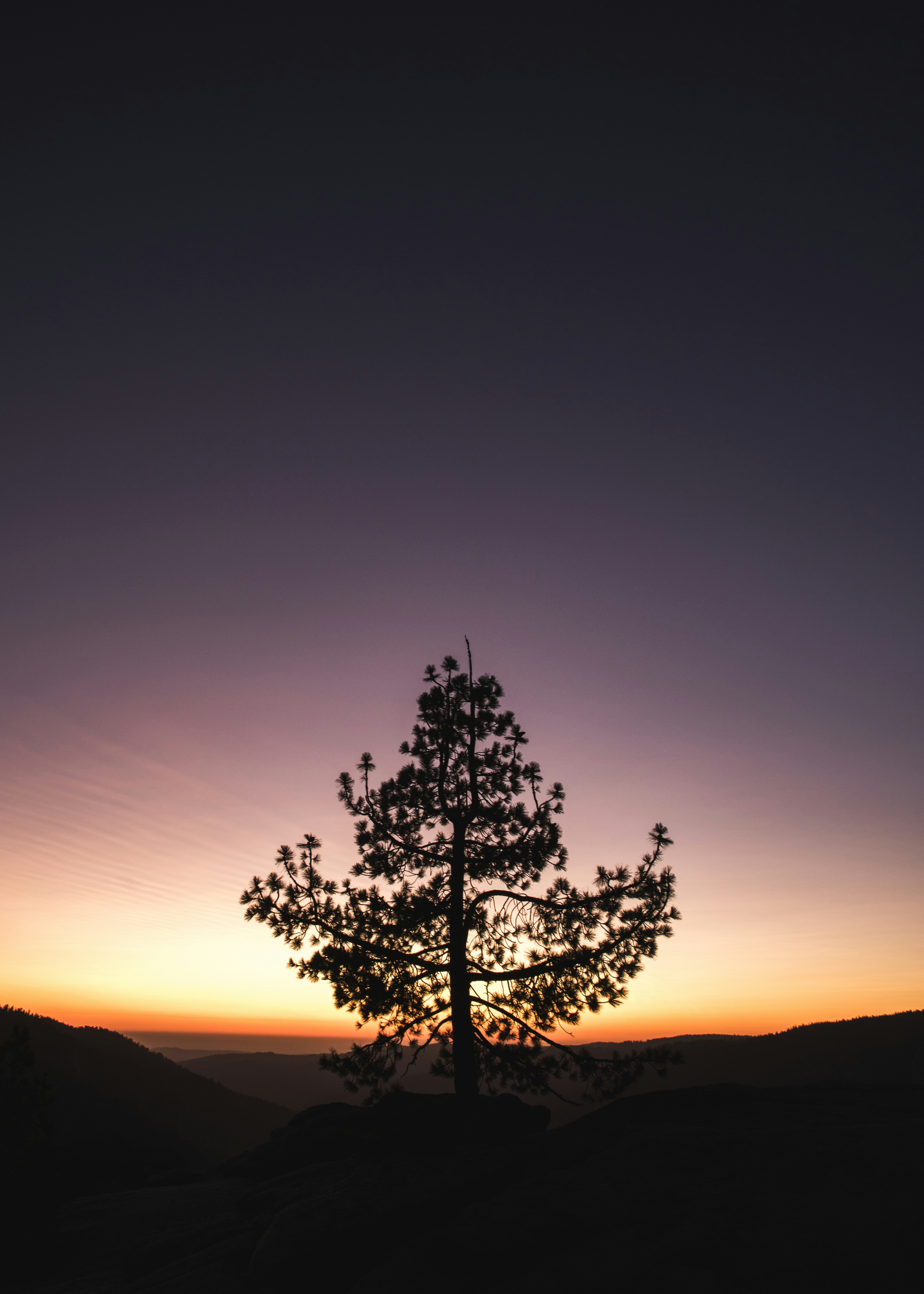 Lone Pine Tree at Sunset