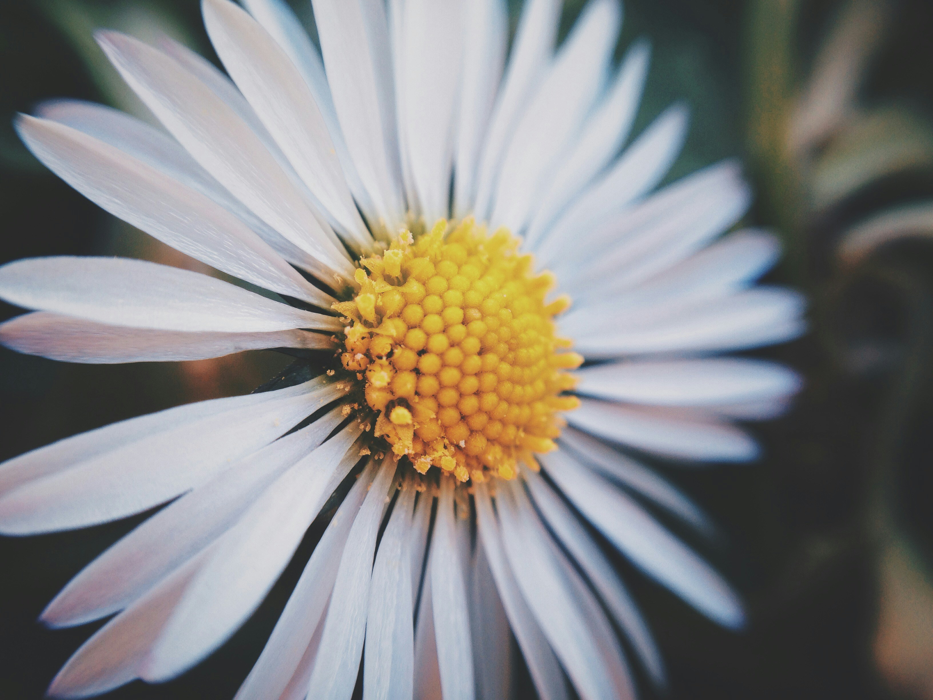 Close-up of White Daisy