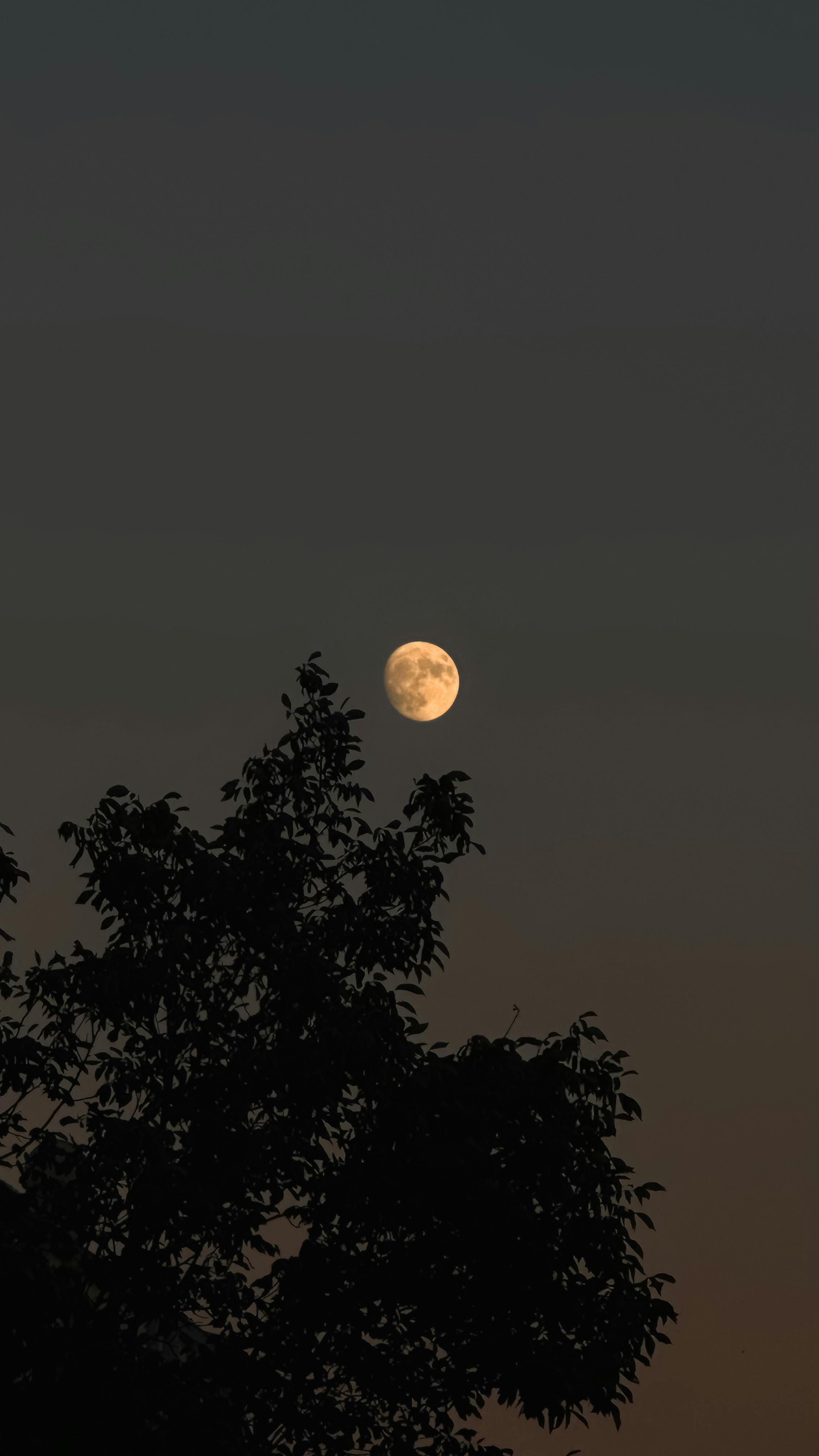 Full Moon Over Silhouetted Tree