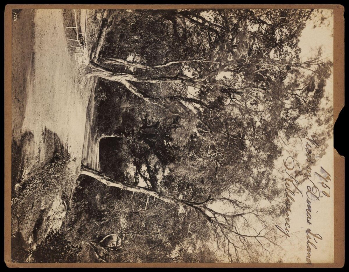 Tree on Dinas Island Killarney