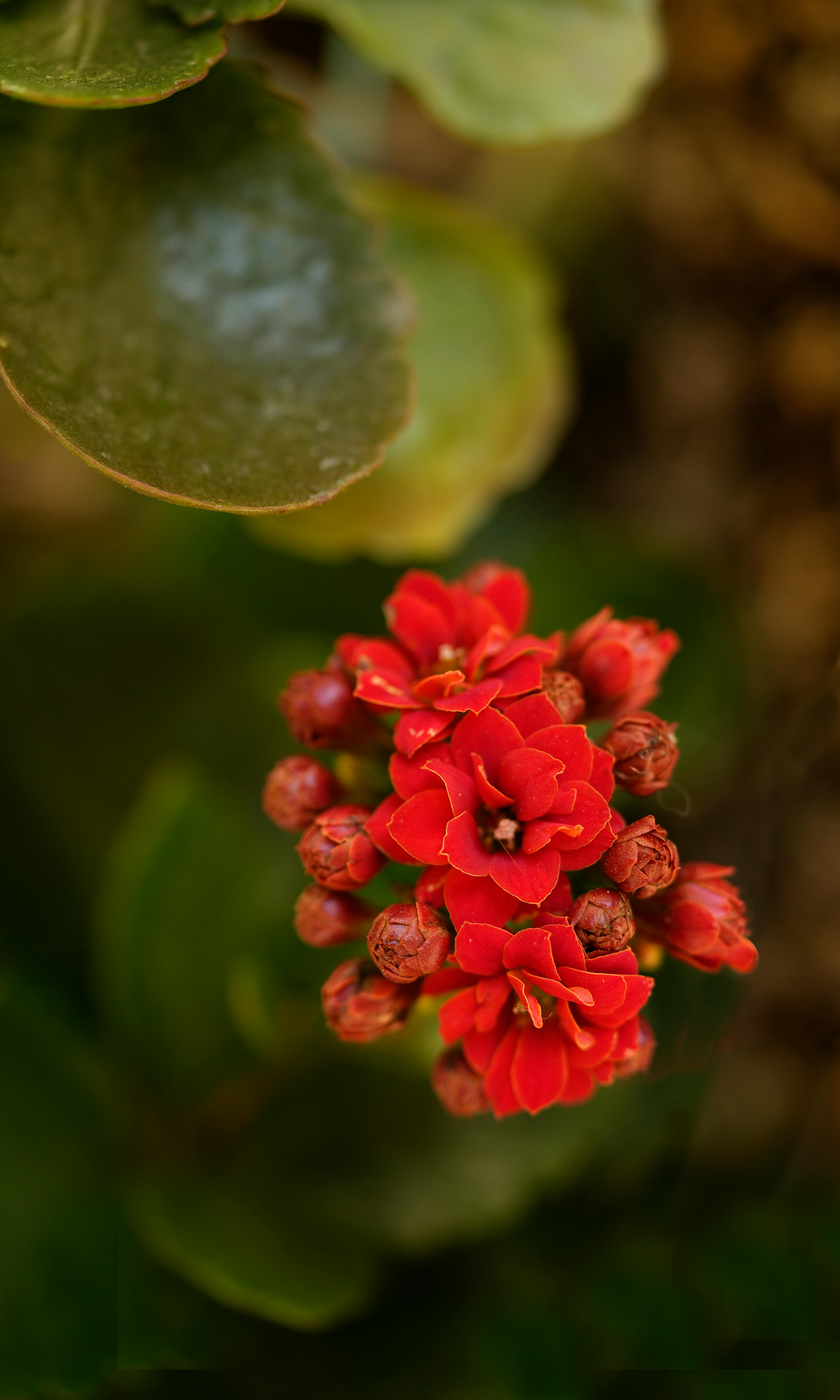 Red Kalanchoe Flower Cluster