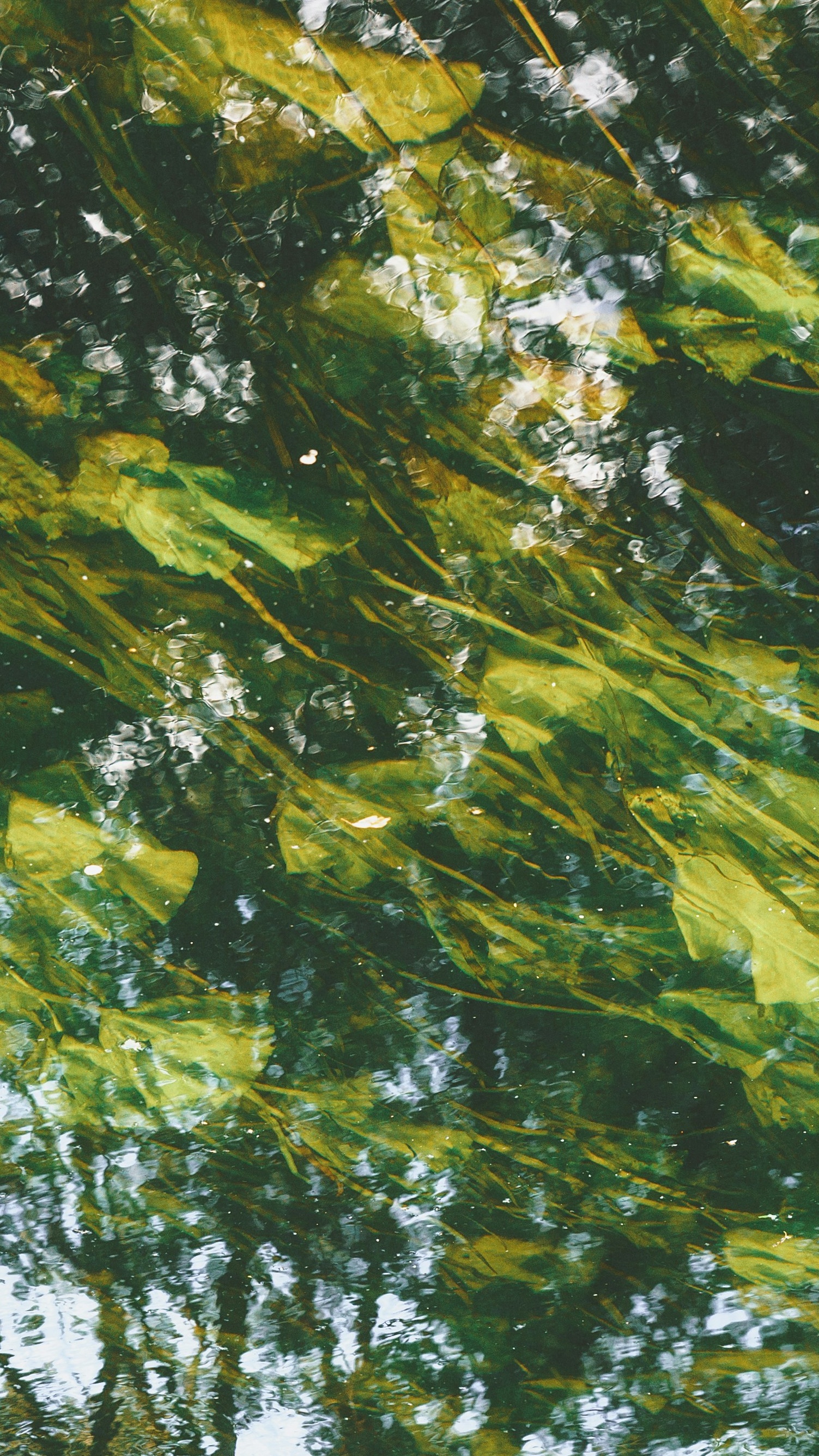 Wallpapers