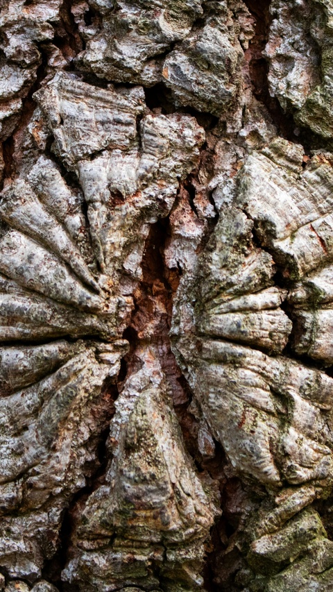 Textured Tree Bark Close-Up