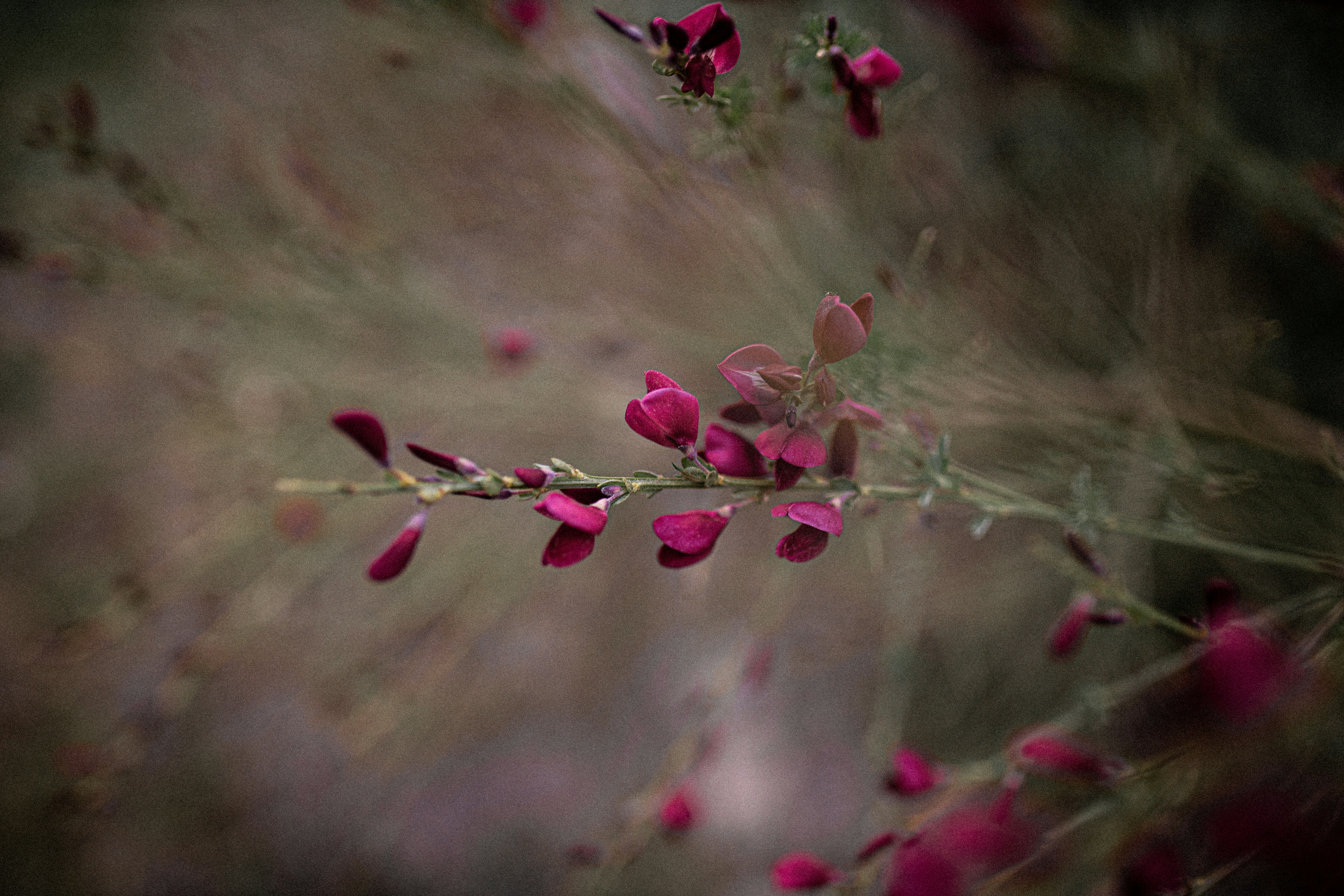 Crimson Flower Branch Close-up
