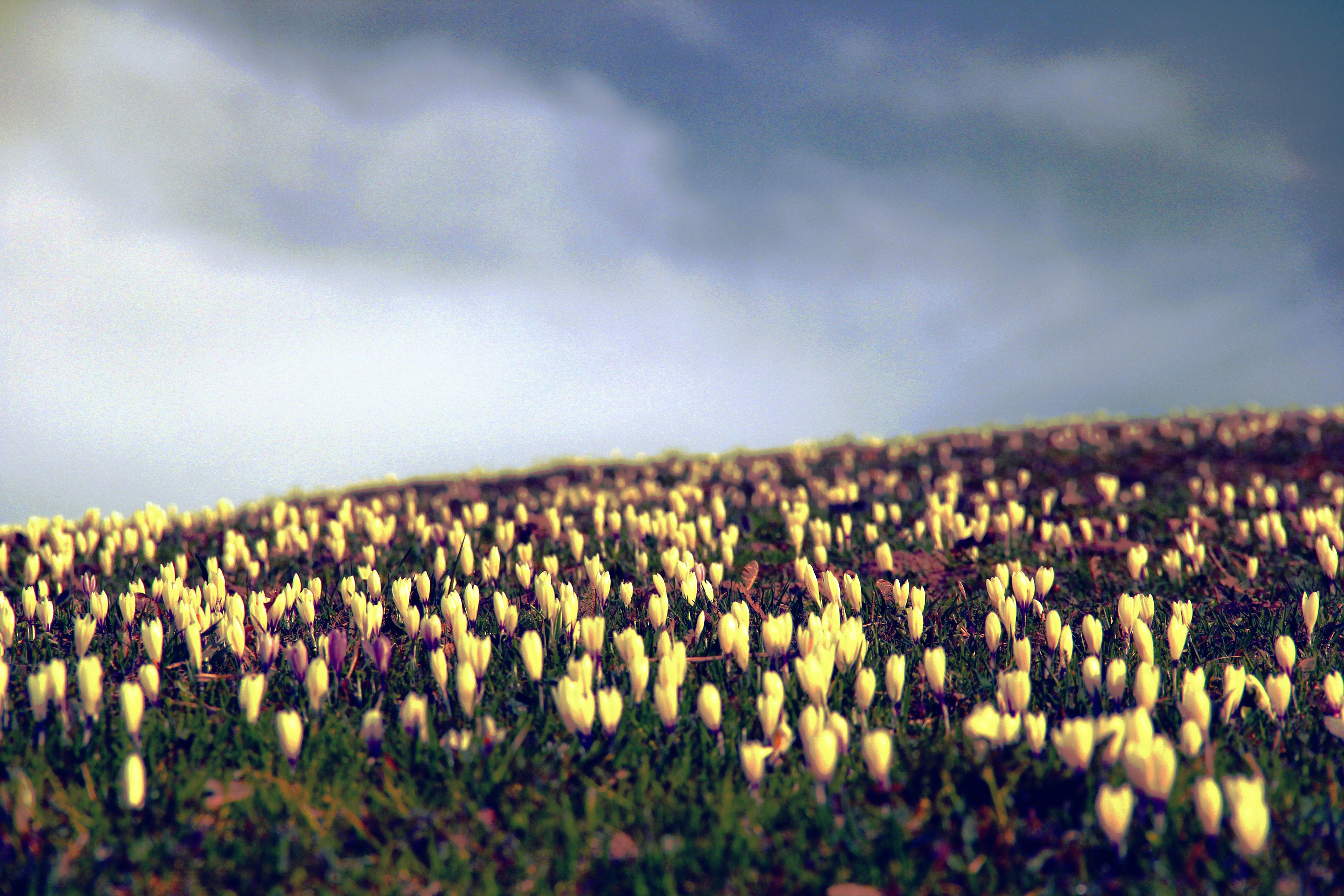 Yellow Crocus Field on Hillside