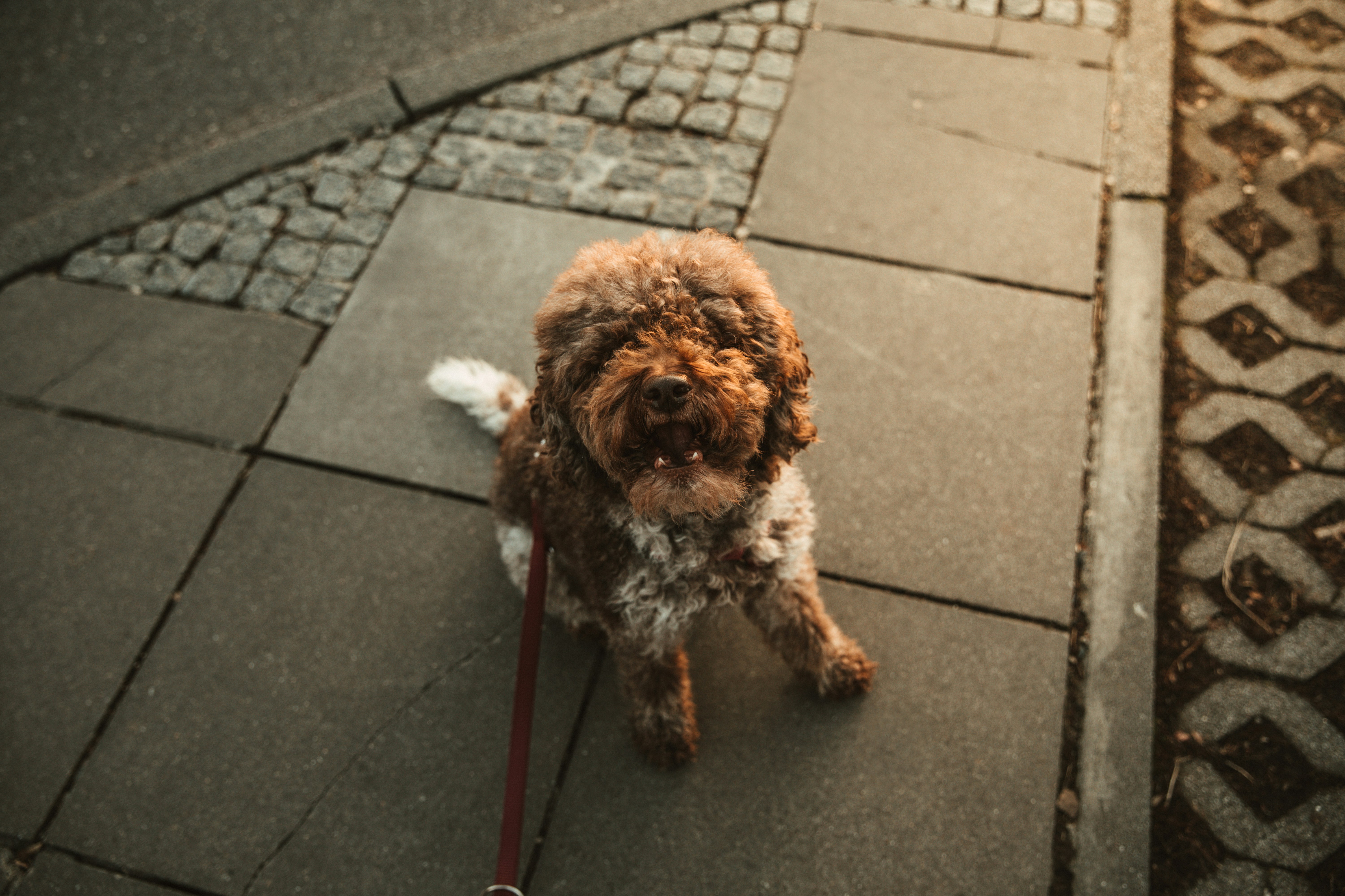 Happy Curly Brown Dog on Sidewalk