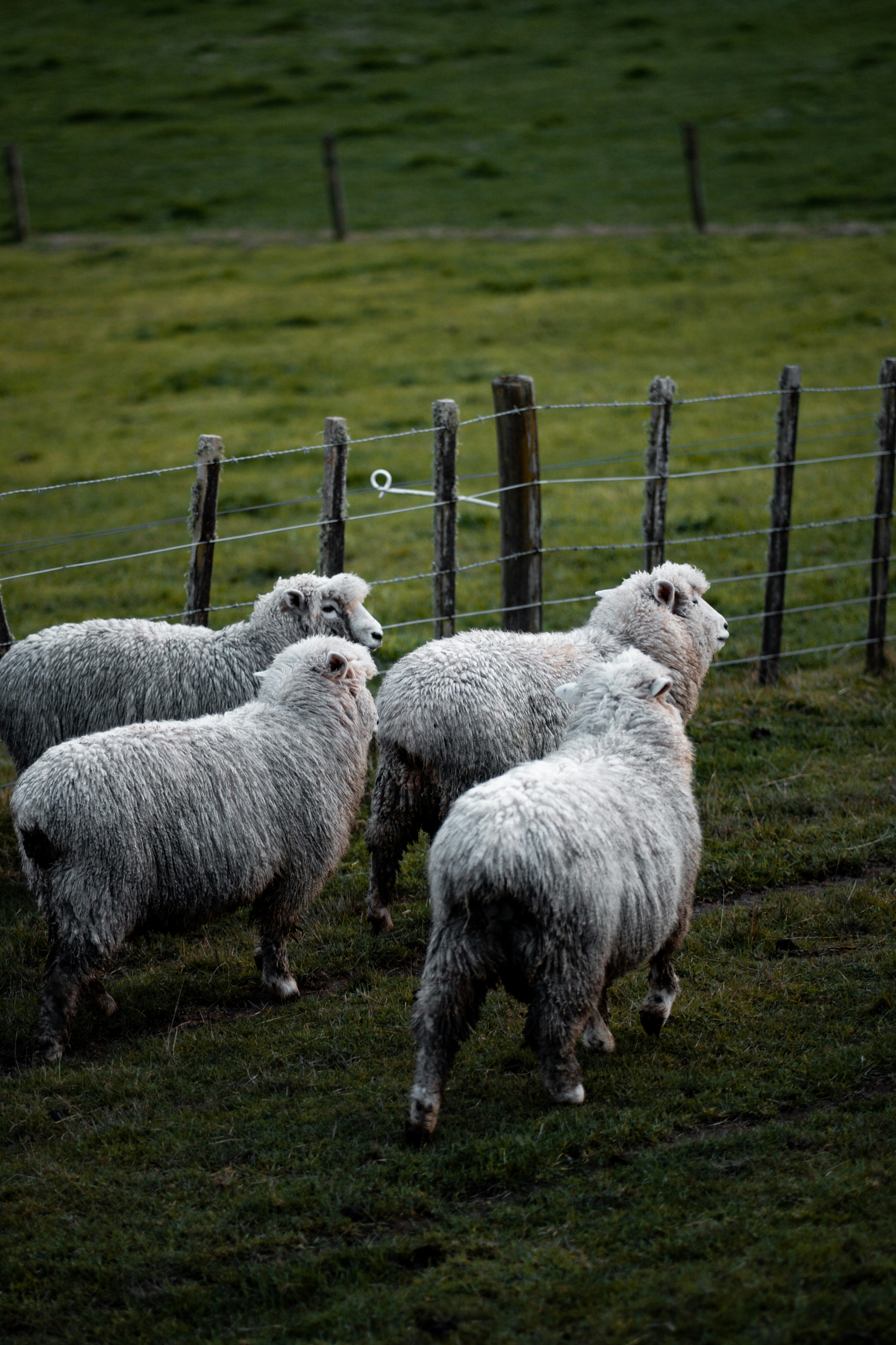 Four Sheep By Pasture Fence