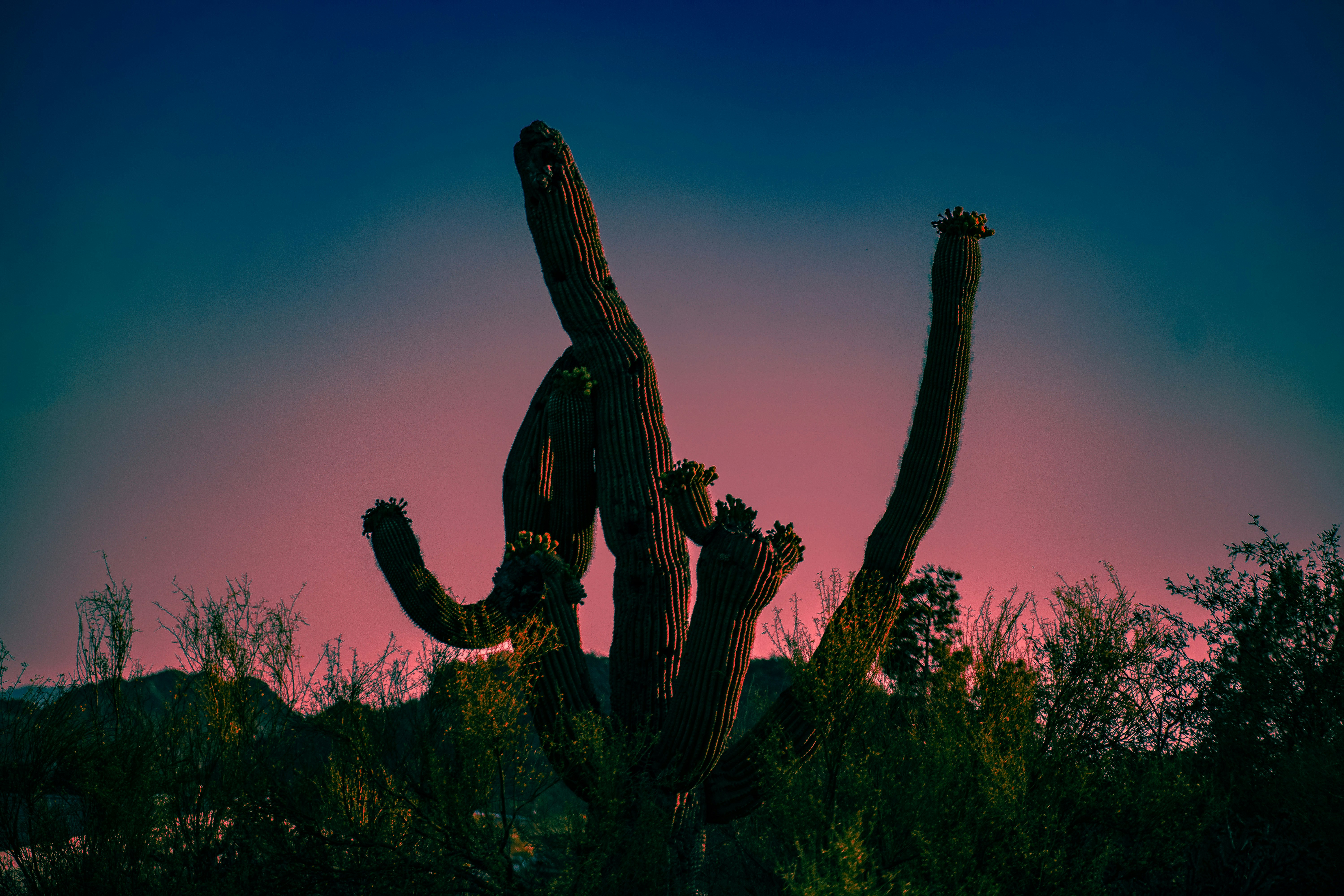 Saguaro Cactus at Dusk