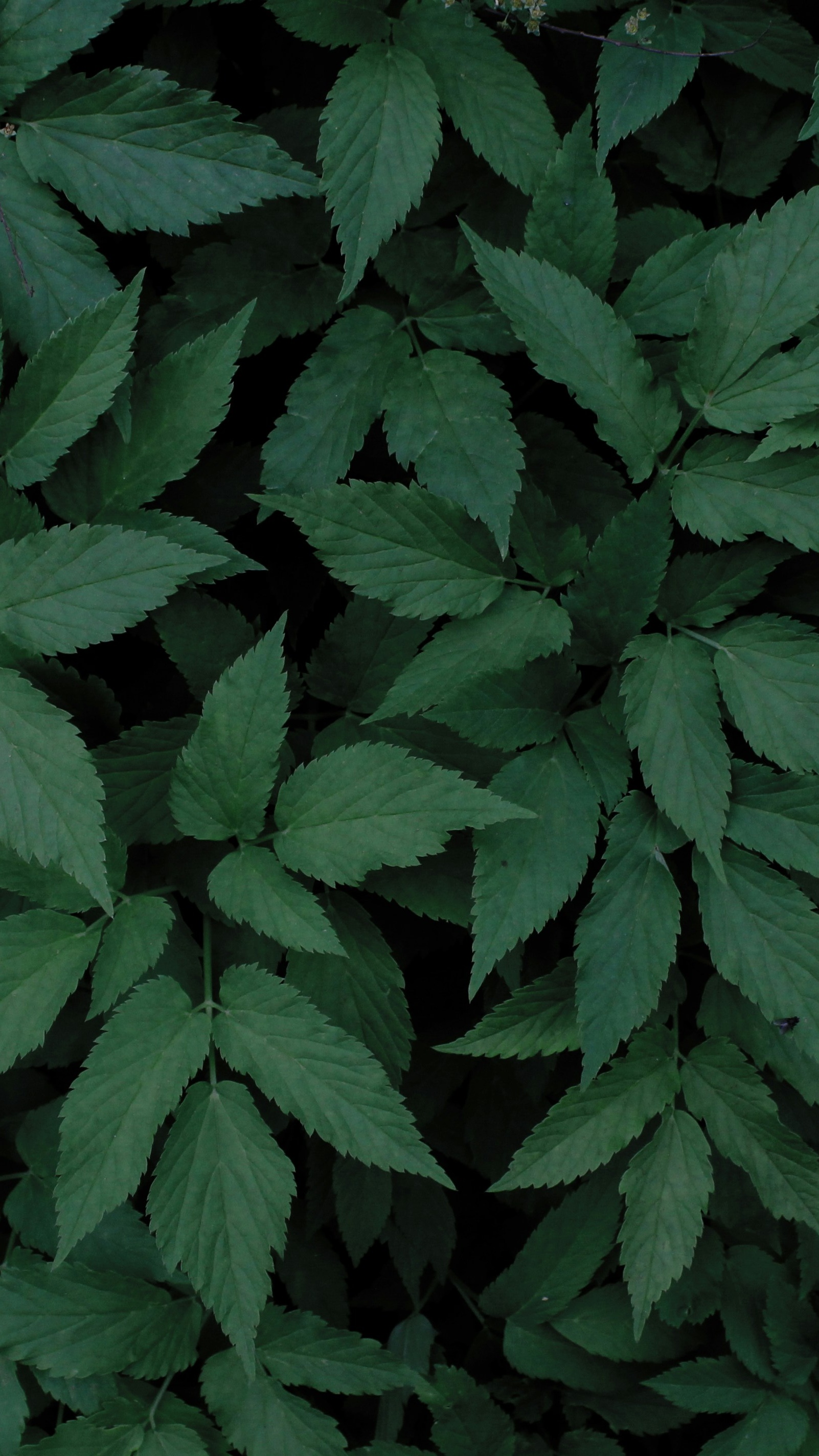 Forest & Flora