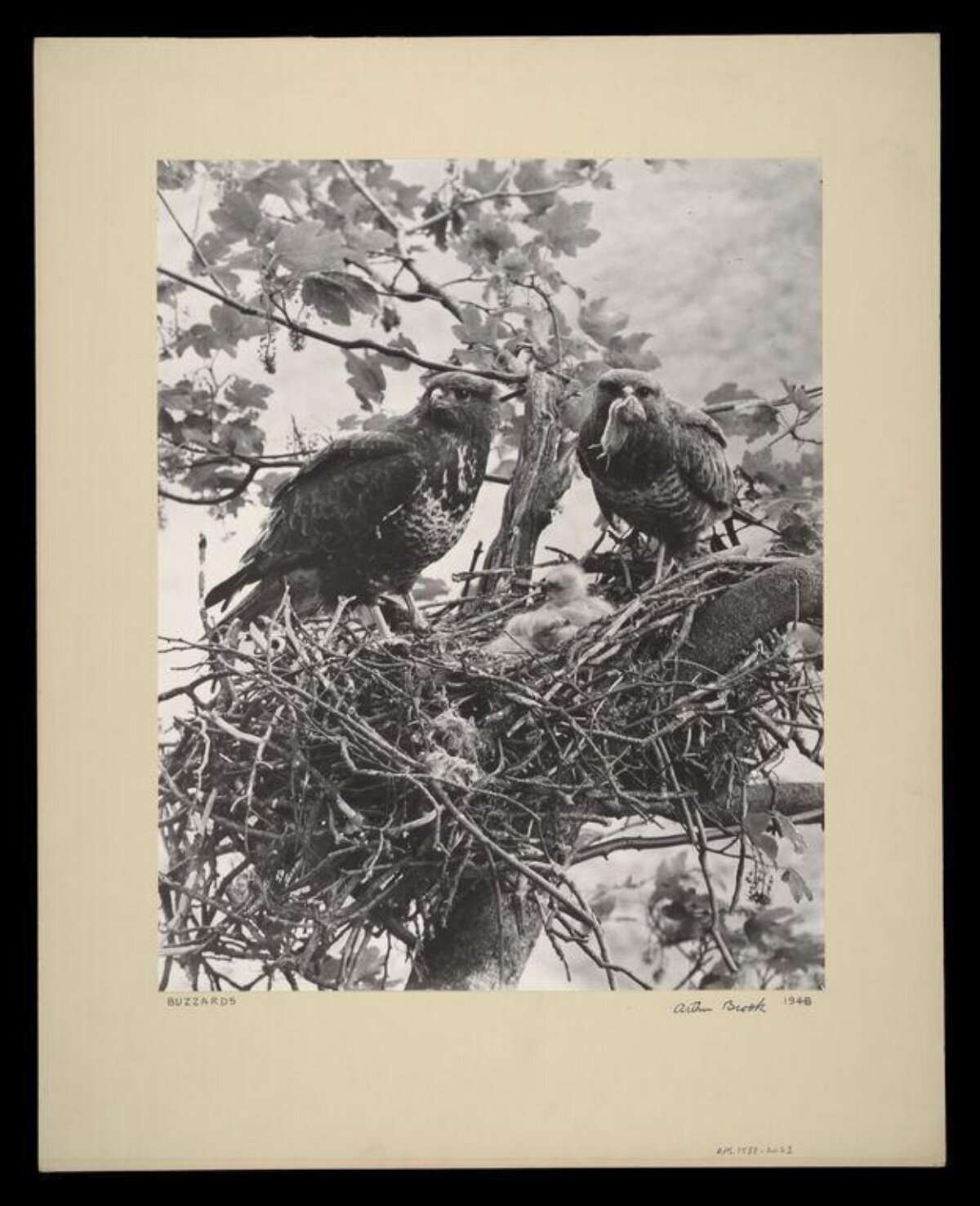 Buzzards at Tree Nest