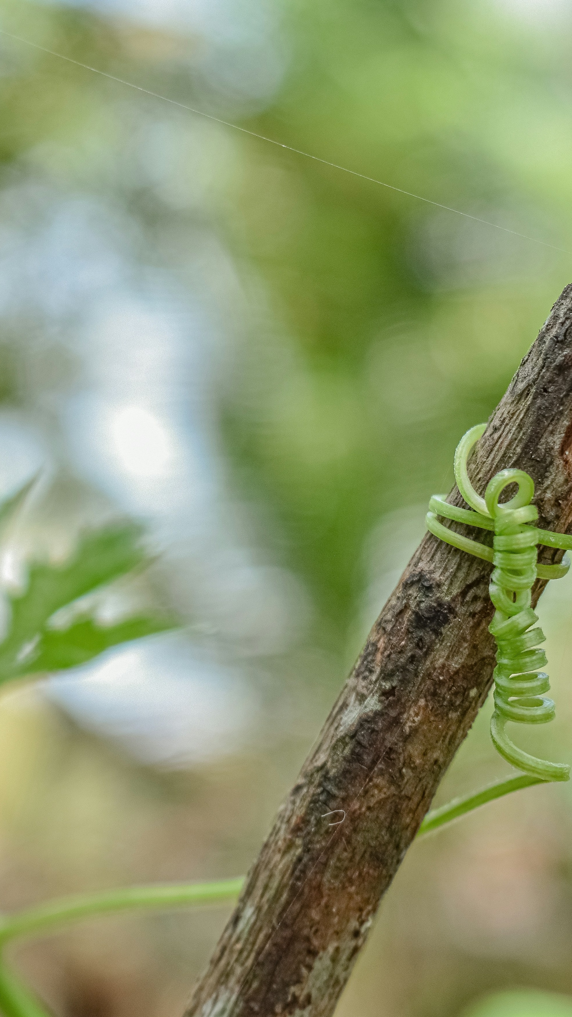 Coiled Vine Tendril on Dry Branch