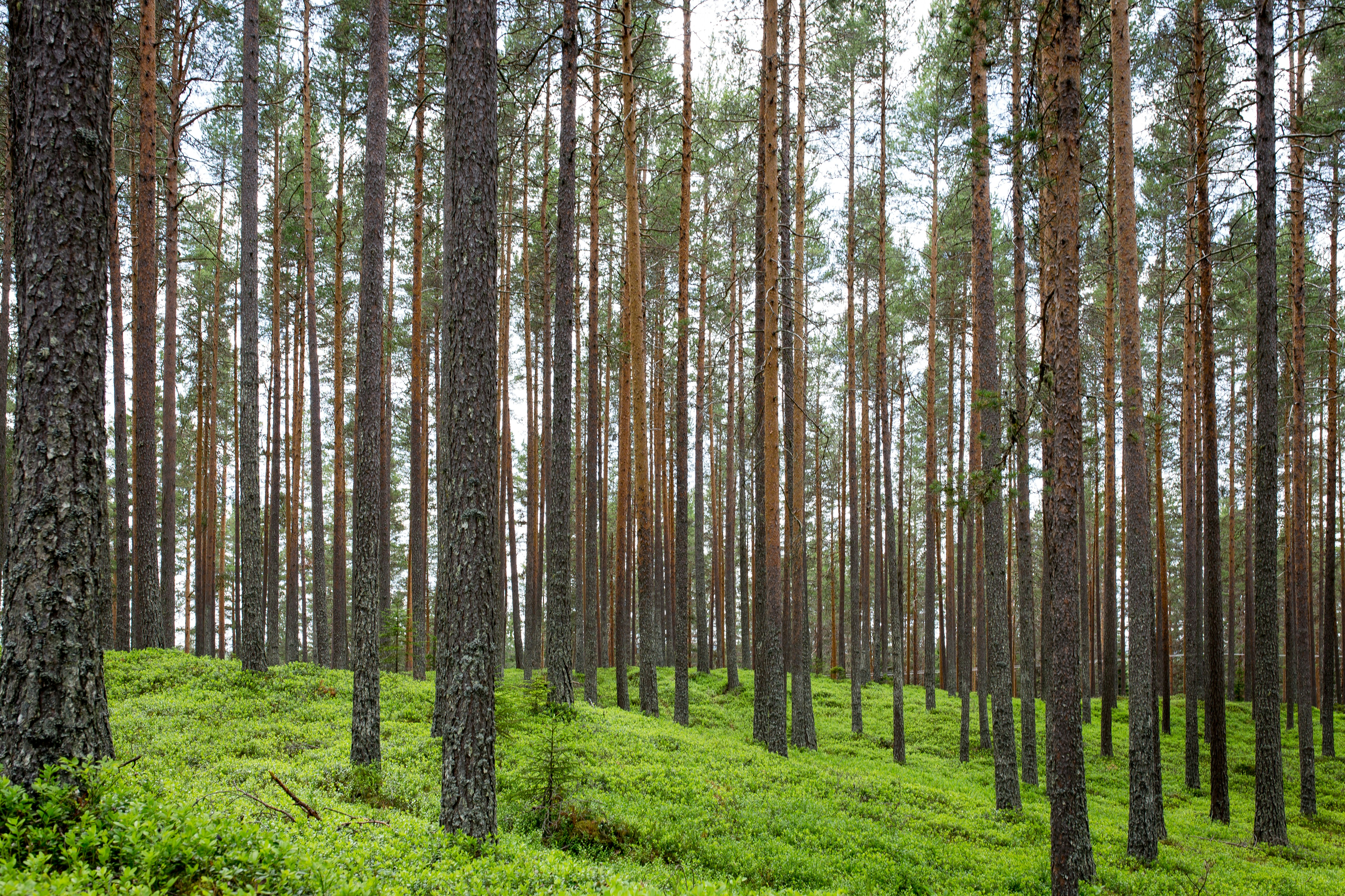 Dense Pine Forest With Green Undergrowth