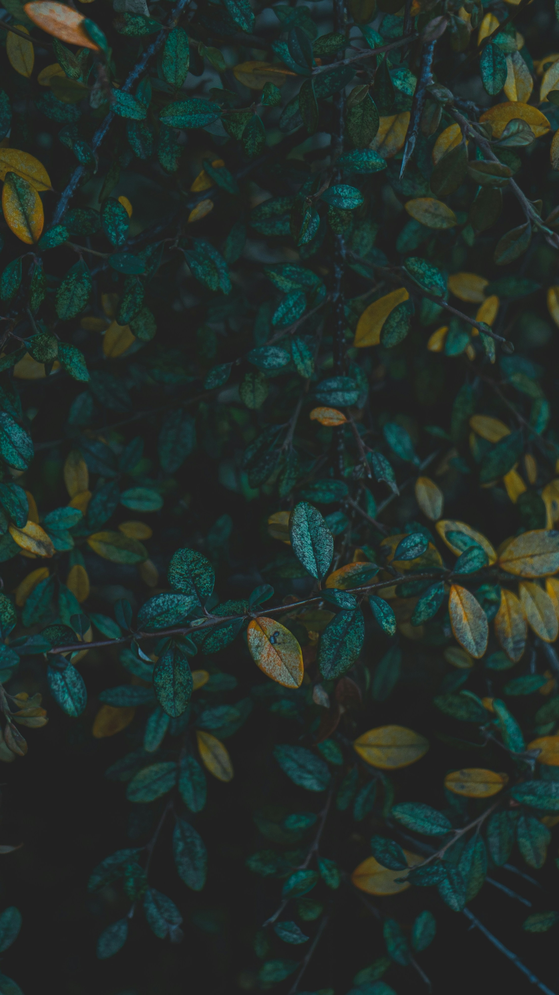 Wallpapers