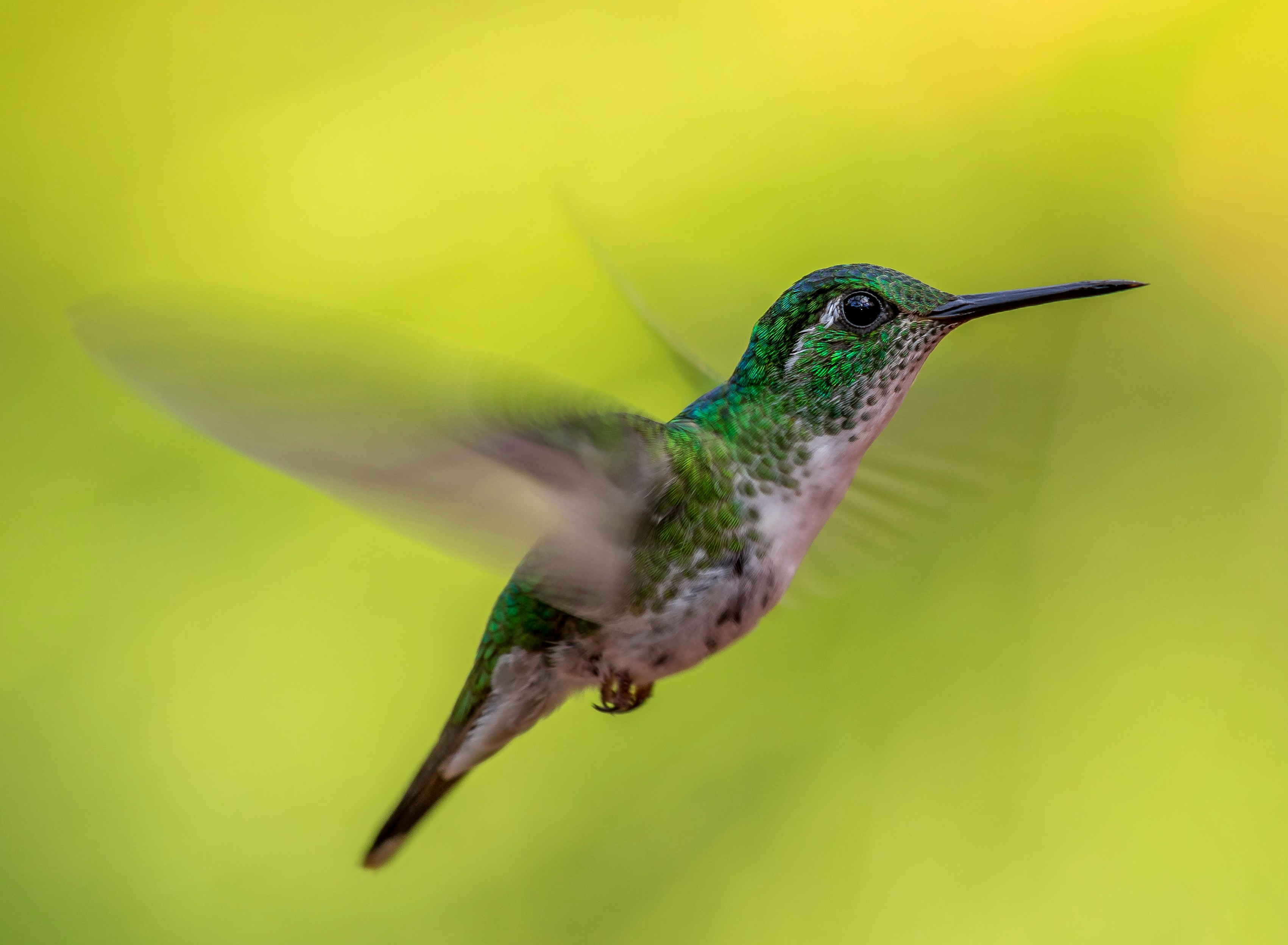 Hummingbird Hovering in Mid-air