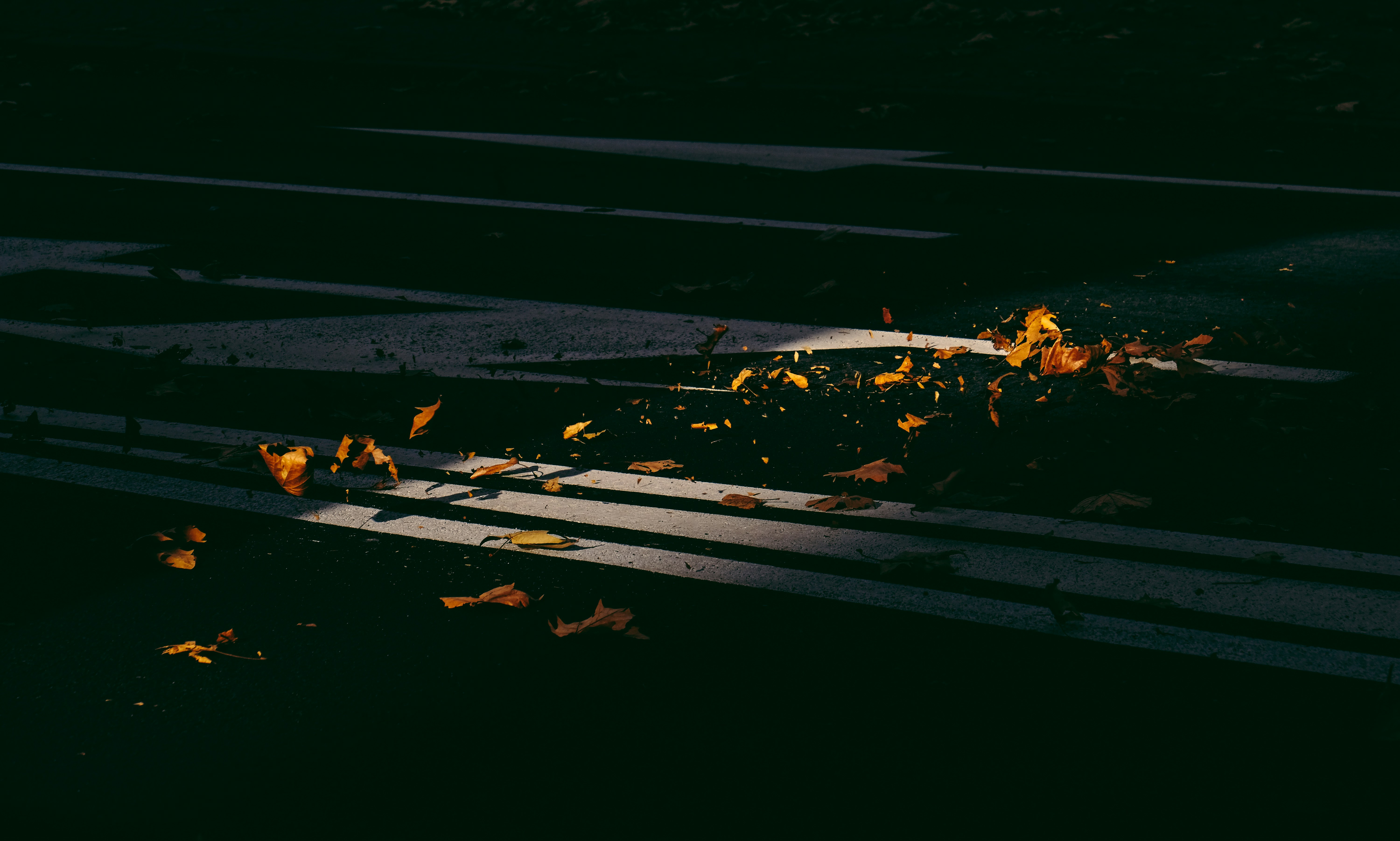 Autumn Leaves on Zebra Crossing
