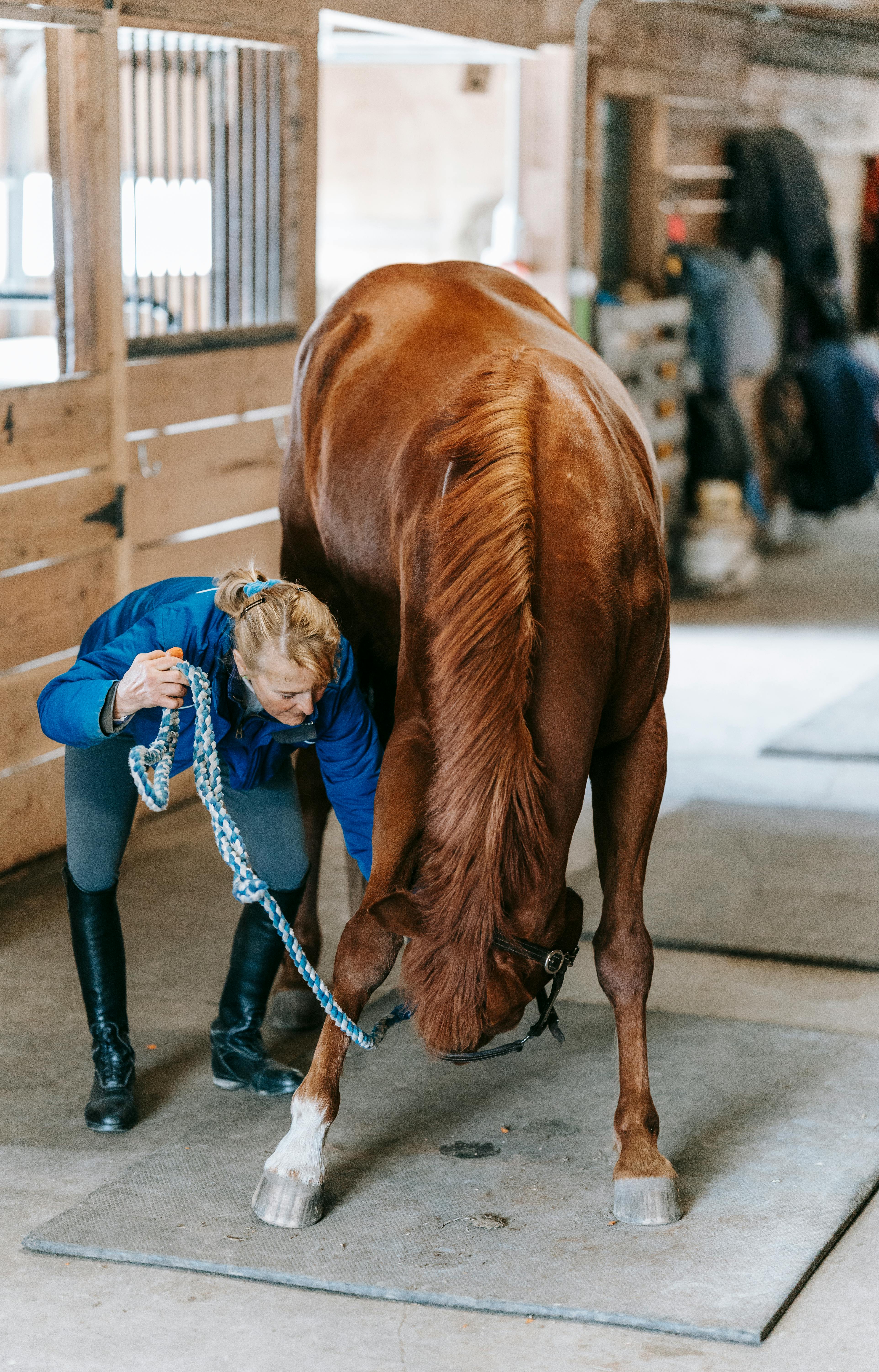 Woman Tending to Chestnut Horse in Stable