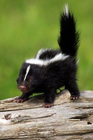 Baby Skunk on Weathered Log