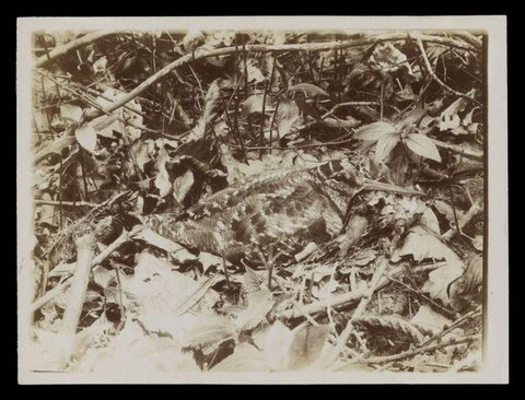 Camouflaged Woodcock on Forest Floor