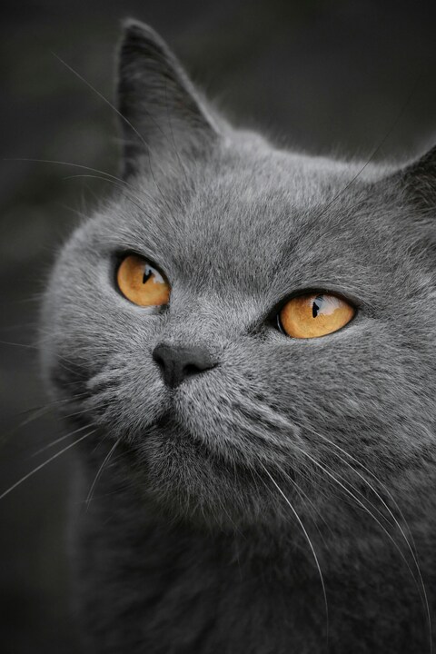 Close-up of Gray Cat with Golden Eyes